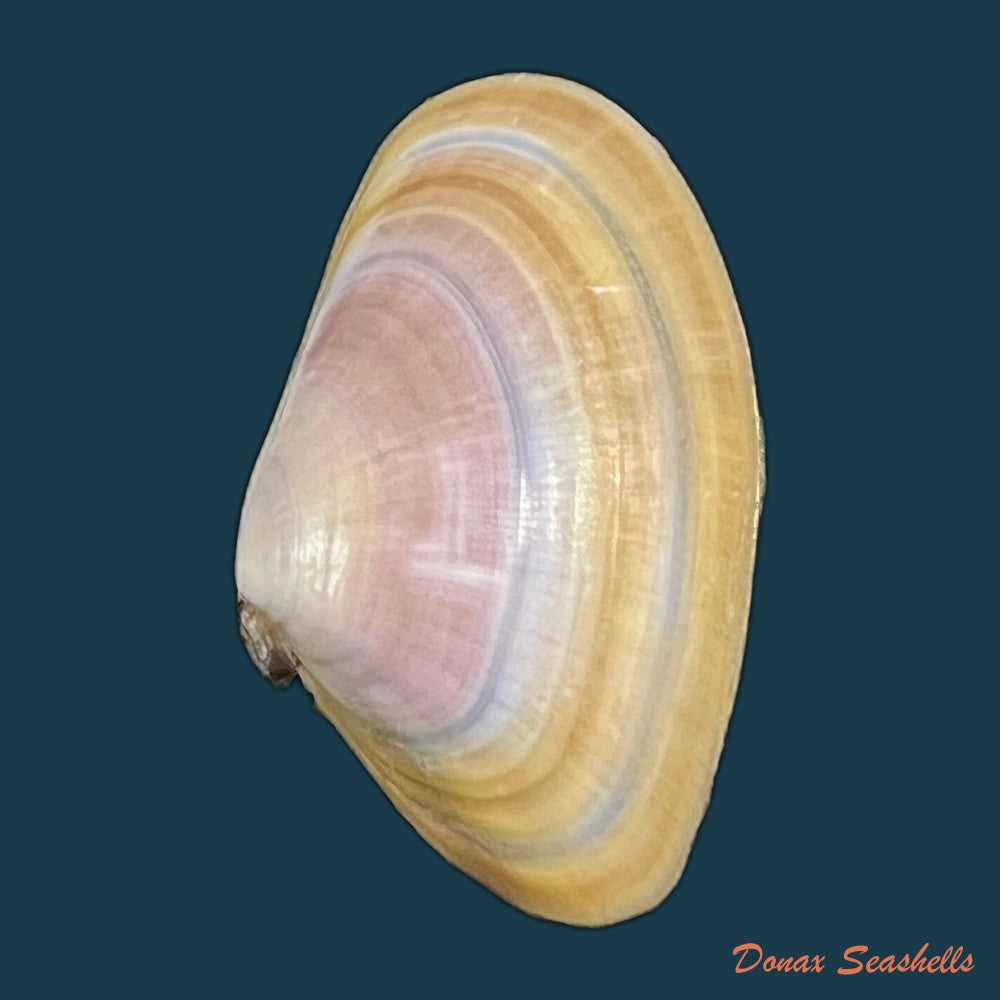 copia-de-donax-trunculus-linnaeus-1758-32-1mm