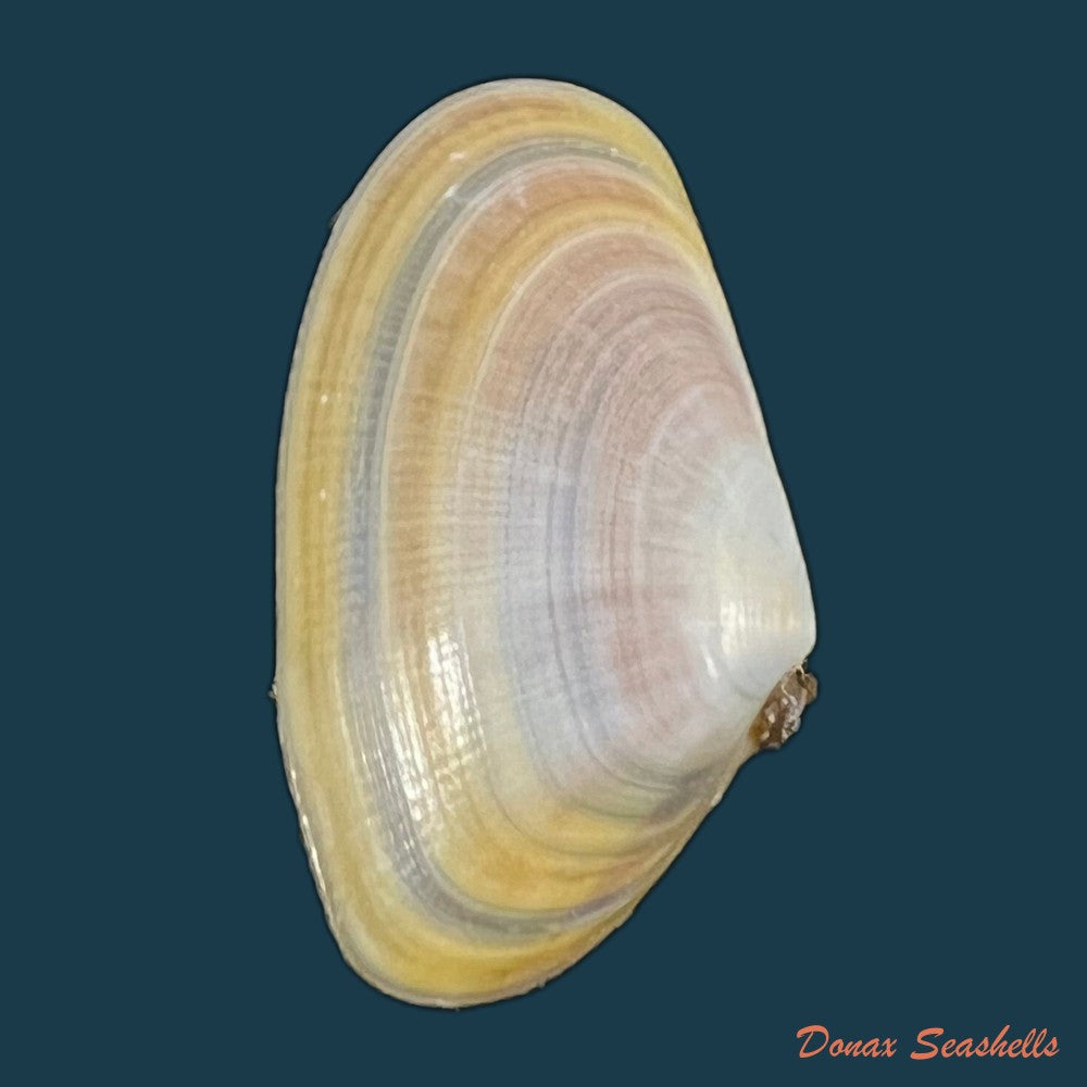 copia-de-donax-trunculus-linnaeus-1758-33mm