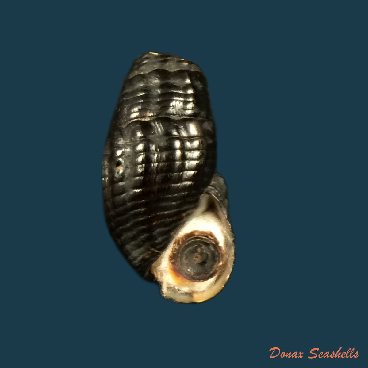 copia-de-doryssa-cachoeirae-f-baker-1913-30-2mm