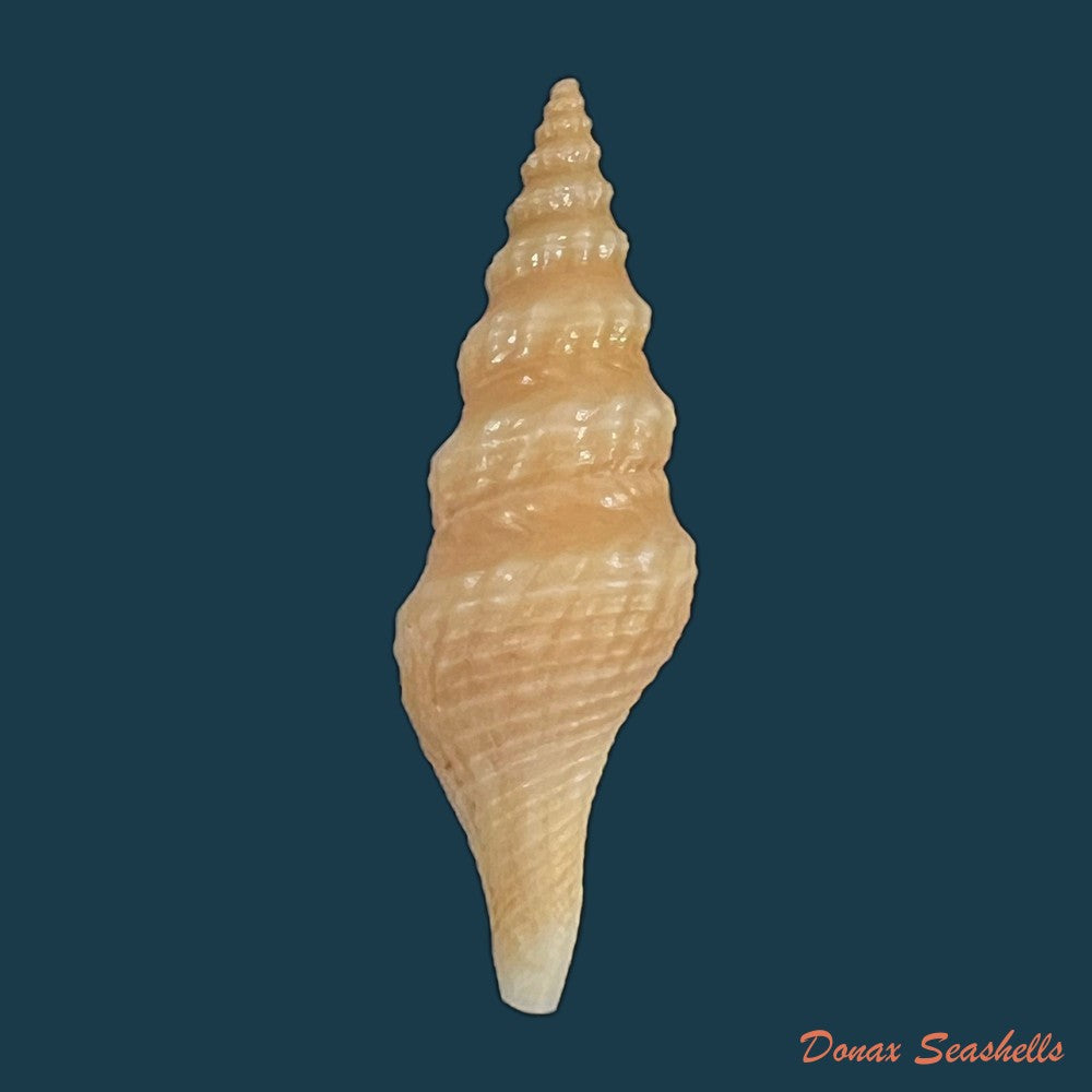 copia-de-drillia-angolensis-odhner-1923-15mm