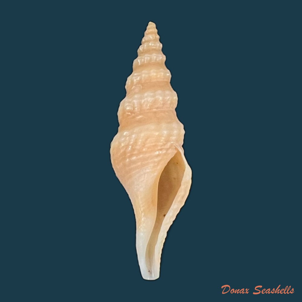 copia-de-drillia-angolensis-odhner-1923-15mm
