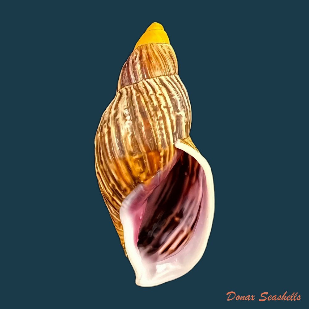 copia-de-drymaeus-gueinzii-pfeiffer-1857-31-7mm