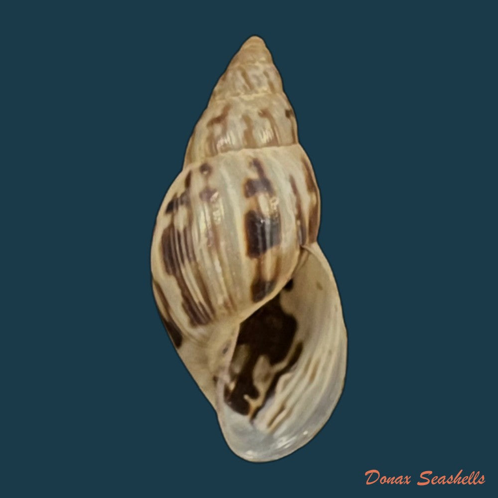 copia-de-drymaeus-papyraceus-mawe-1823-32mm-1
