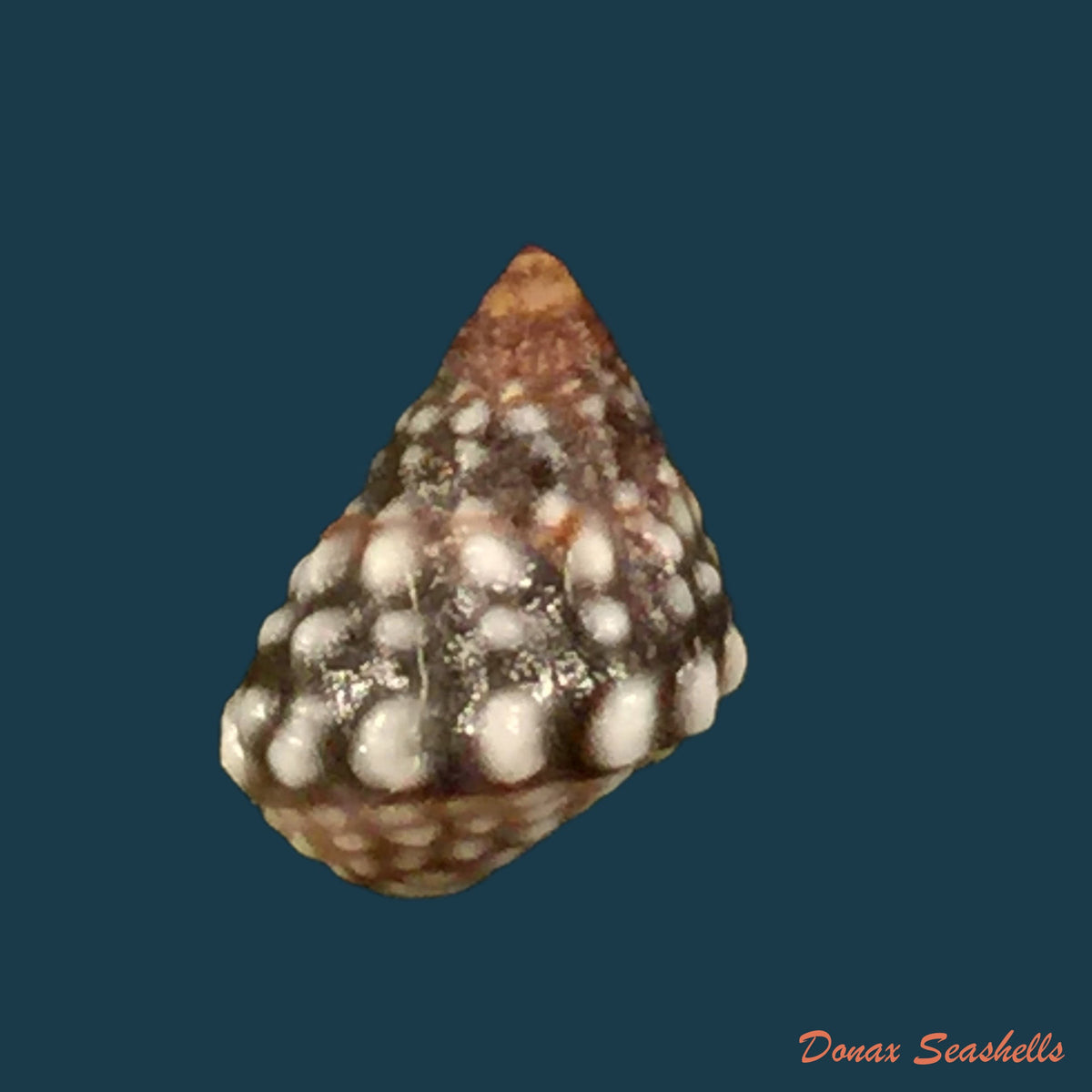 copia-de-echinolittorina-vermeiji-bandel-kadolsky-1983