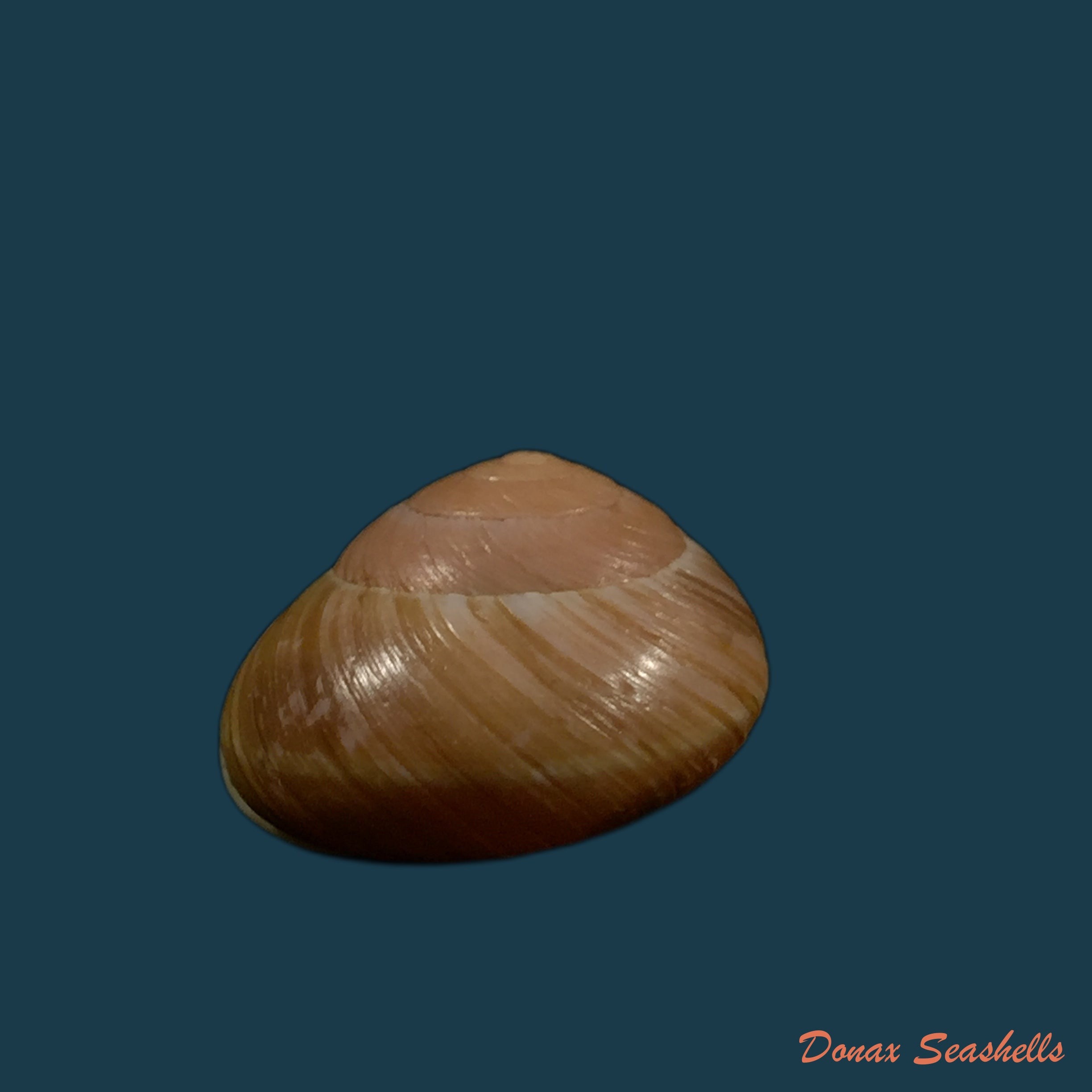 copia-de-emoda-sagraiana-dorbigny-1842-24-6mm
