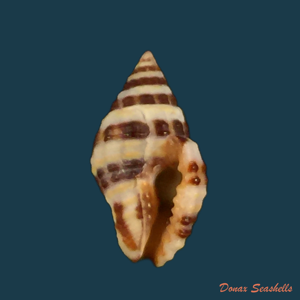copia-de-engina-alveolata-kiener-1836-14mm