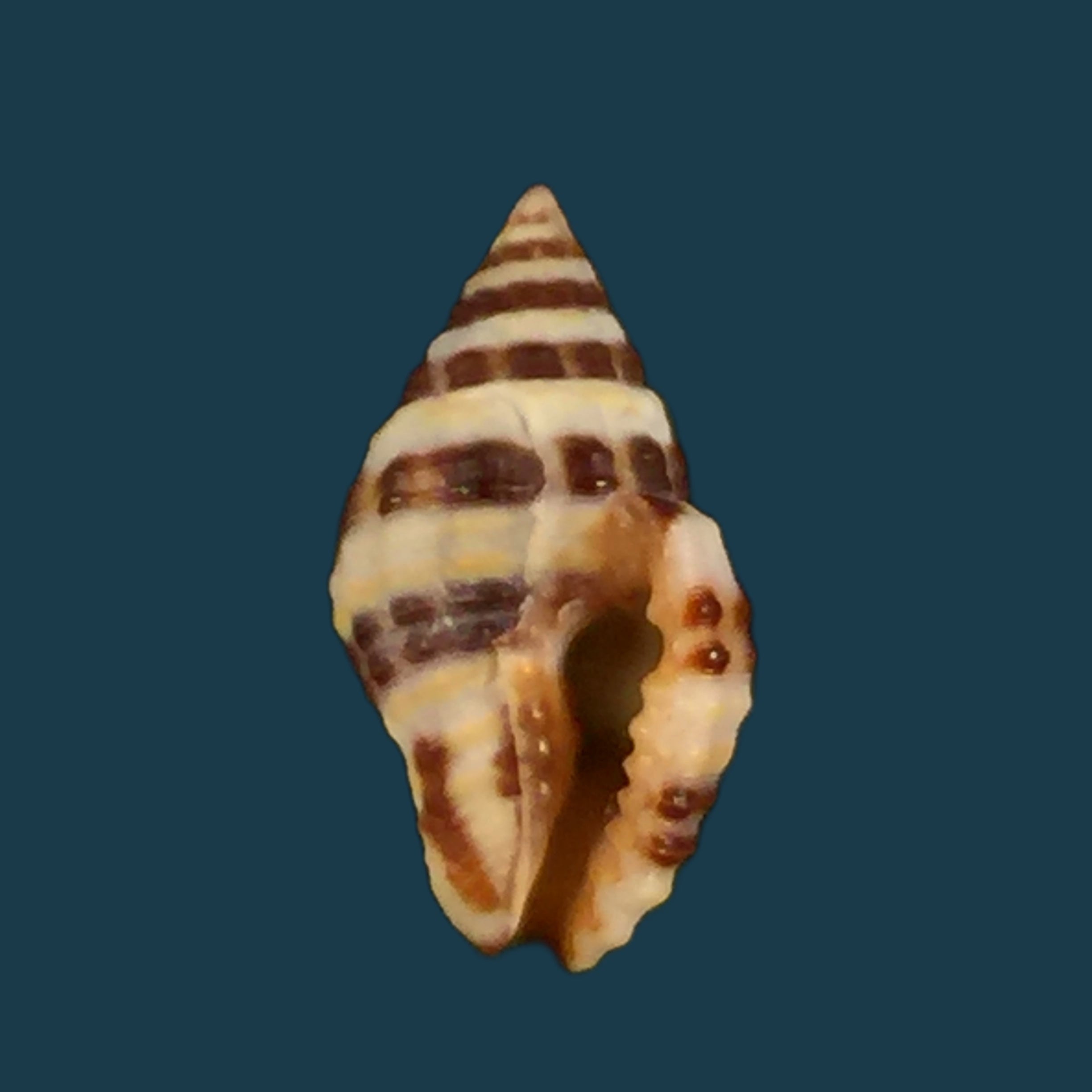 Engina alveolata (Kiener, 1836) - 13,9mm