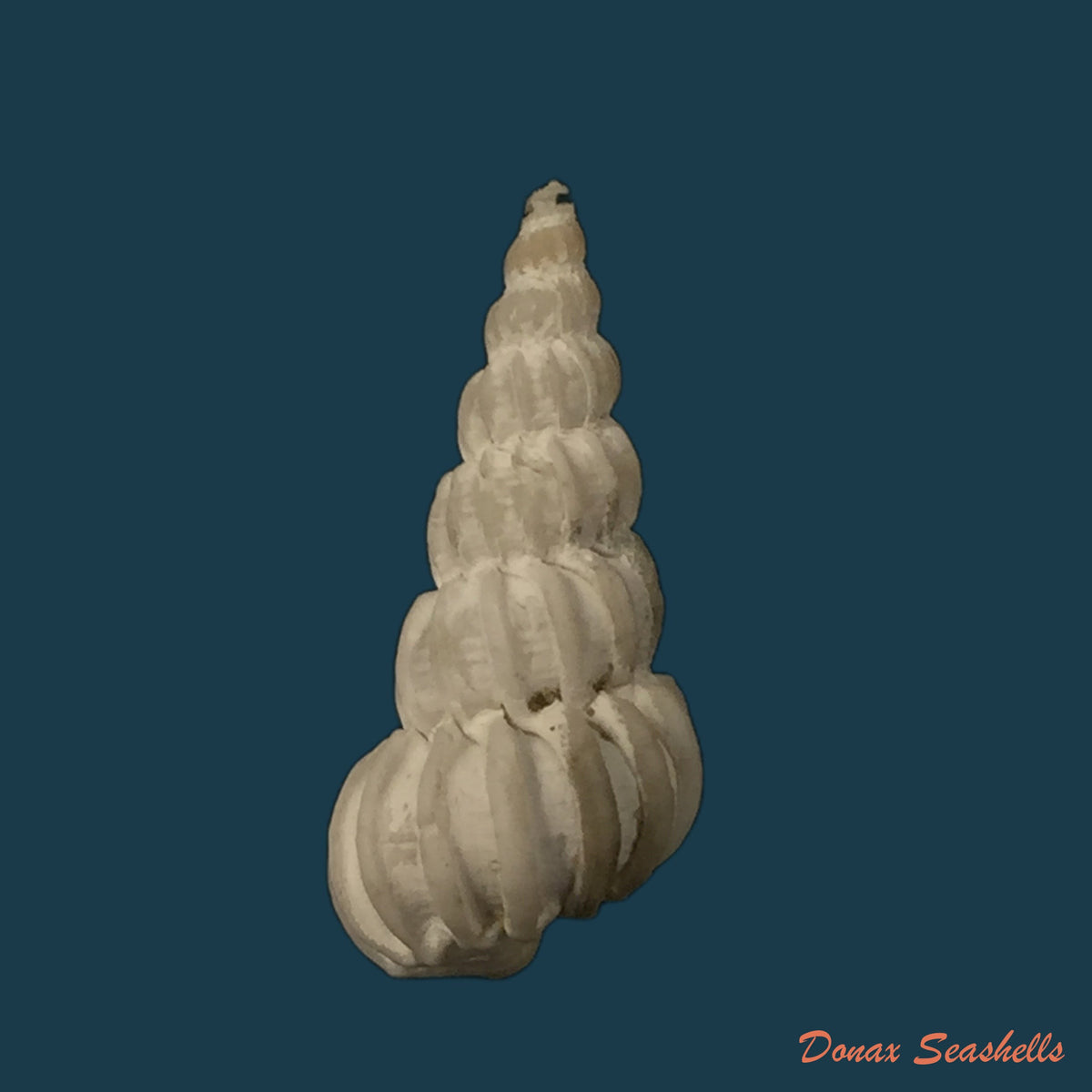 copia-de-epitonium-magellanicum-philippi-1845-24-3mm