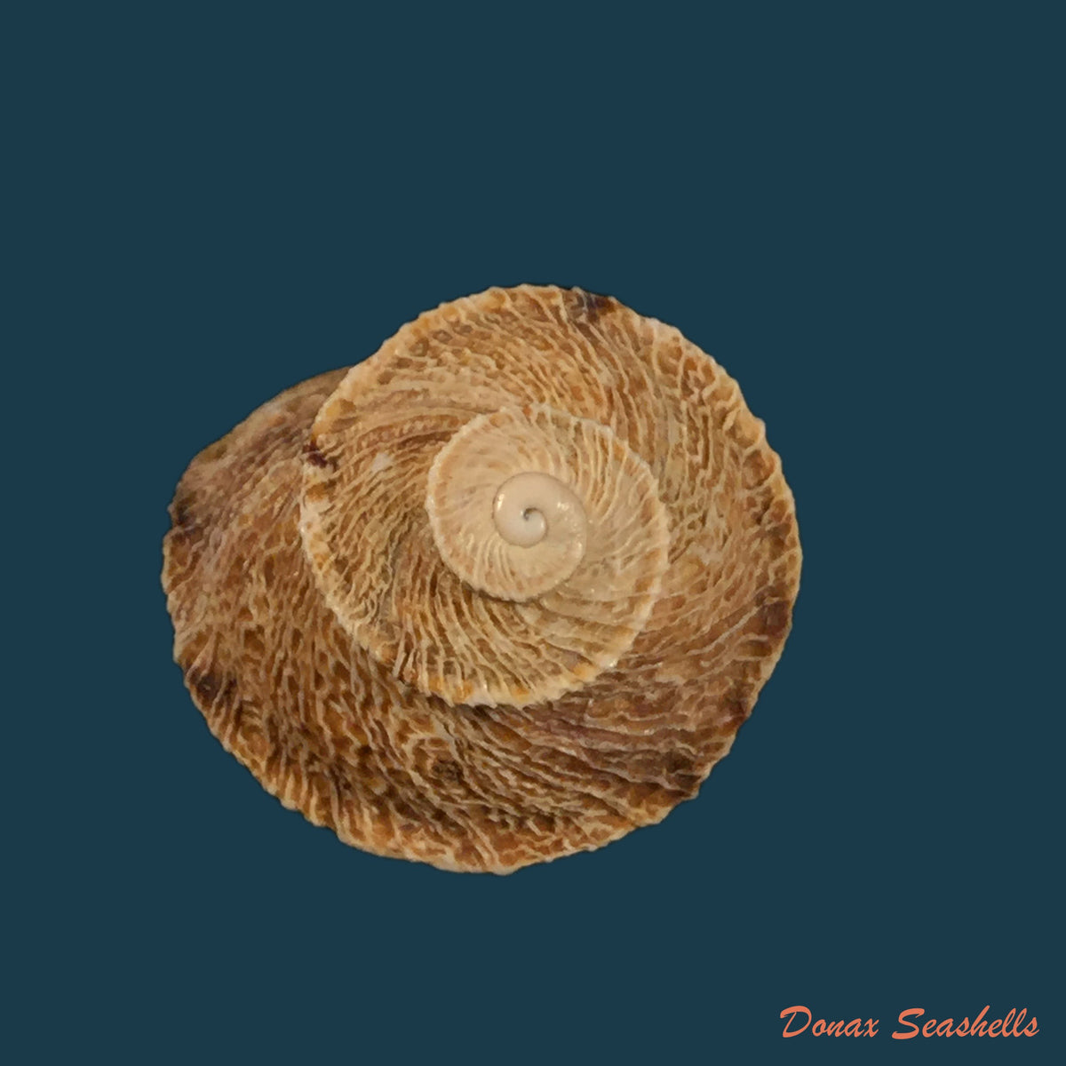 copia-de-eremina-dillwyniana-pfeiffer-1851-28-1mm-1