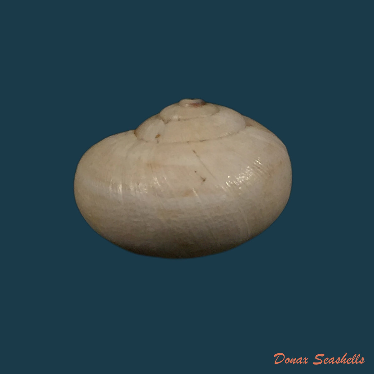 copia-de-eremina-dillwyniana-pfeiffer-1851-28-1mm-2