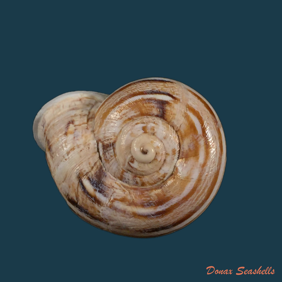copia-de-eremina-inexspectata-llabador-1960-26mm