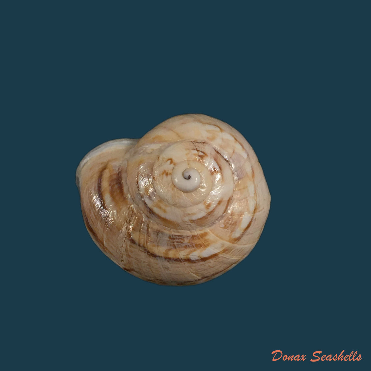 copia-de-eremina-linanprietoae-cossignani-ahuir-2012-32-7mm-1
