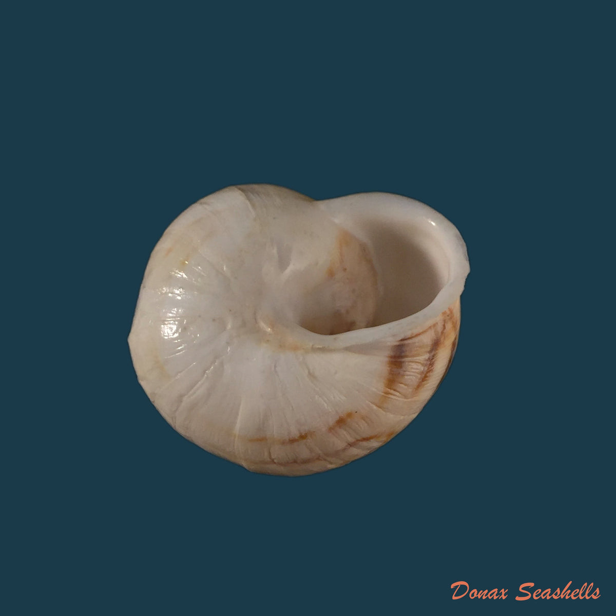 copia-de-eremina-linanprietoae-cossignani-ahuir-2012-32-7mm-1