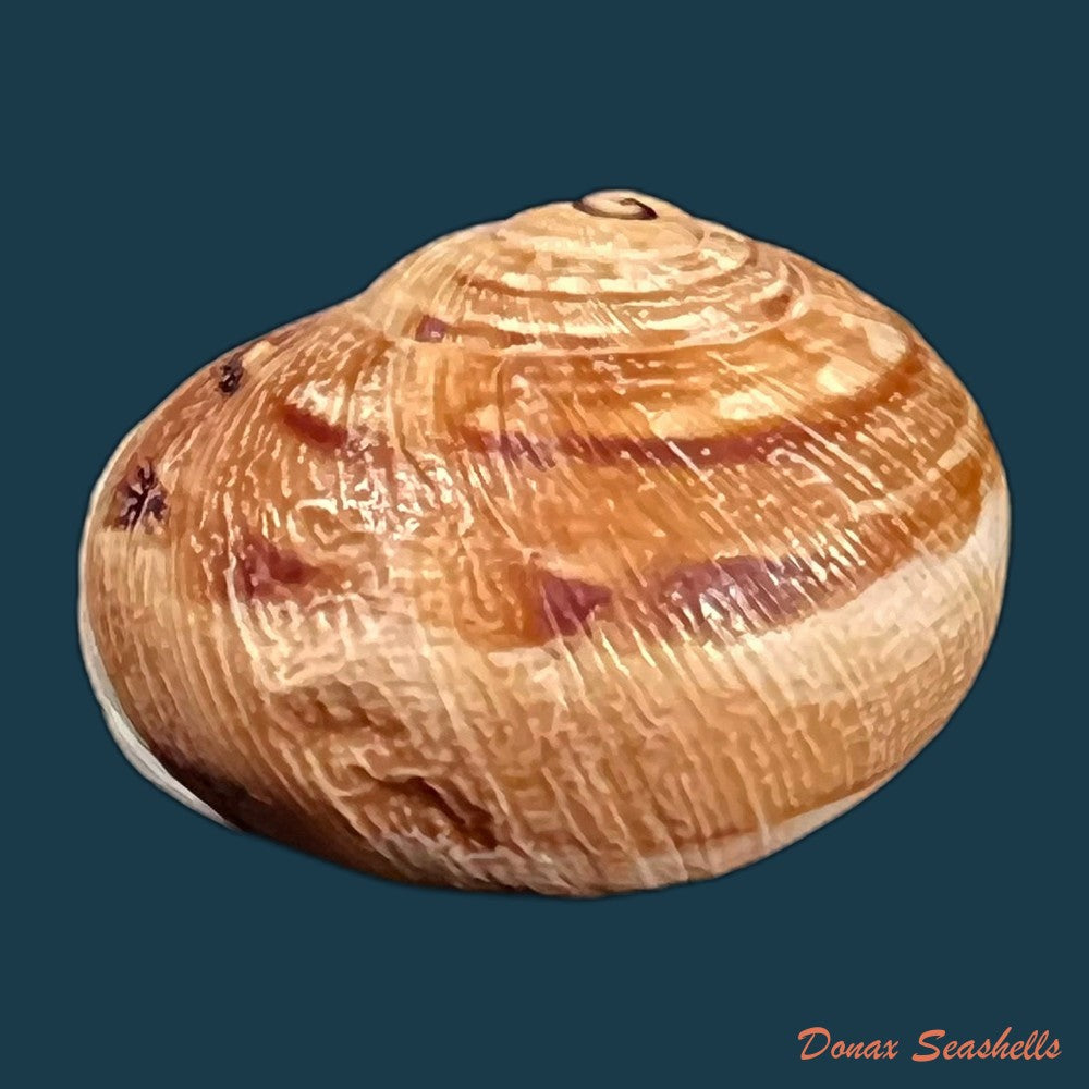 copia-de-eremina-vermiculosa-morelet-1874-24-2mm