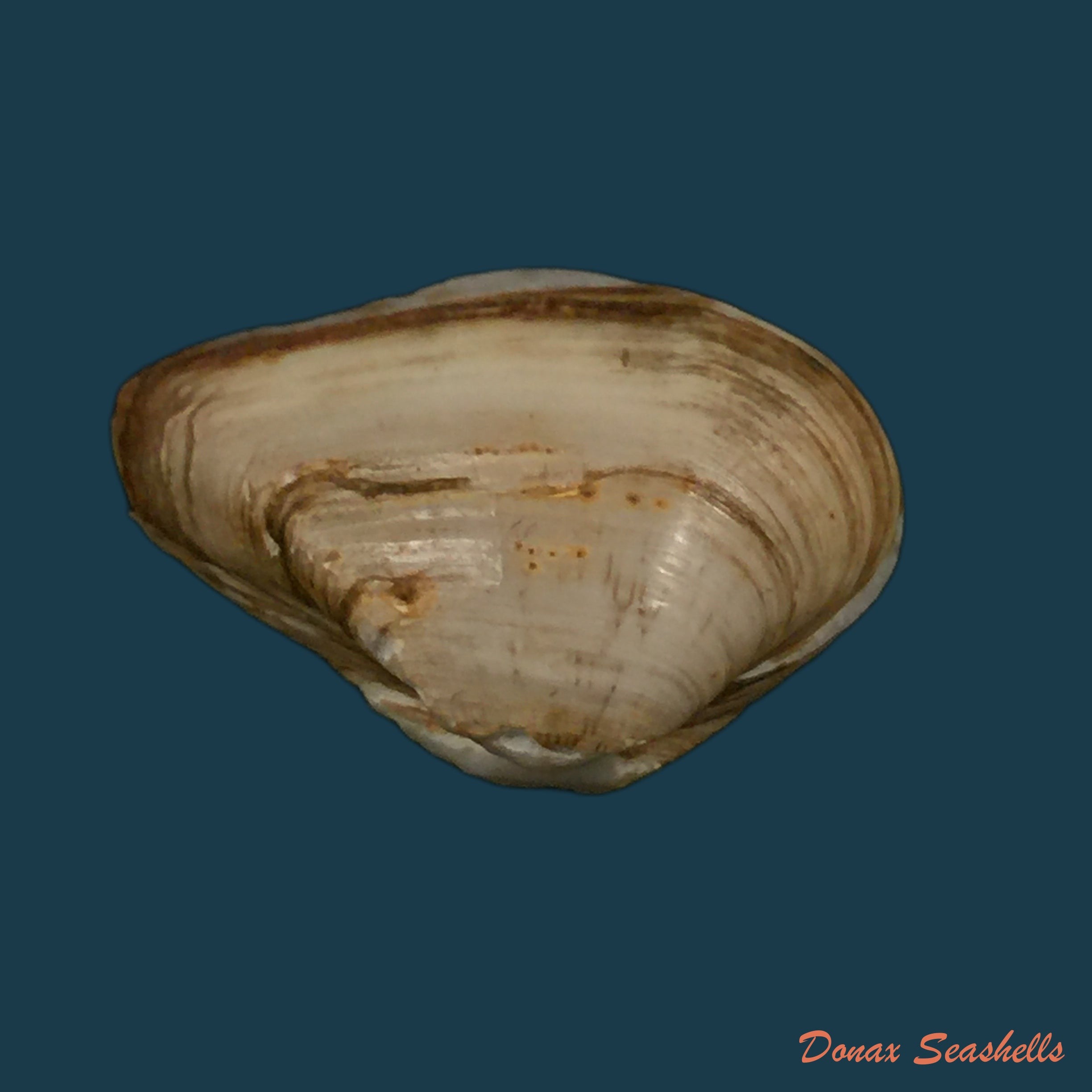 copia-de-erodona-mactroides-bosc-1801-24-8mm