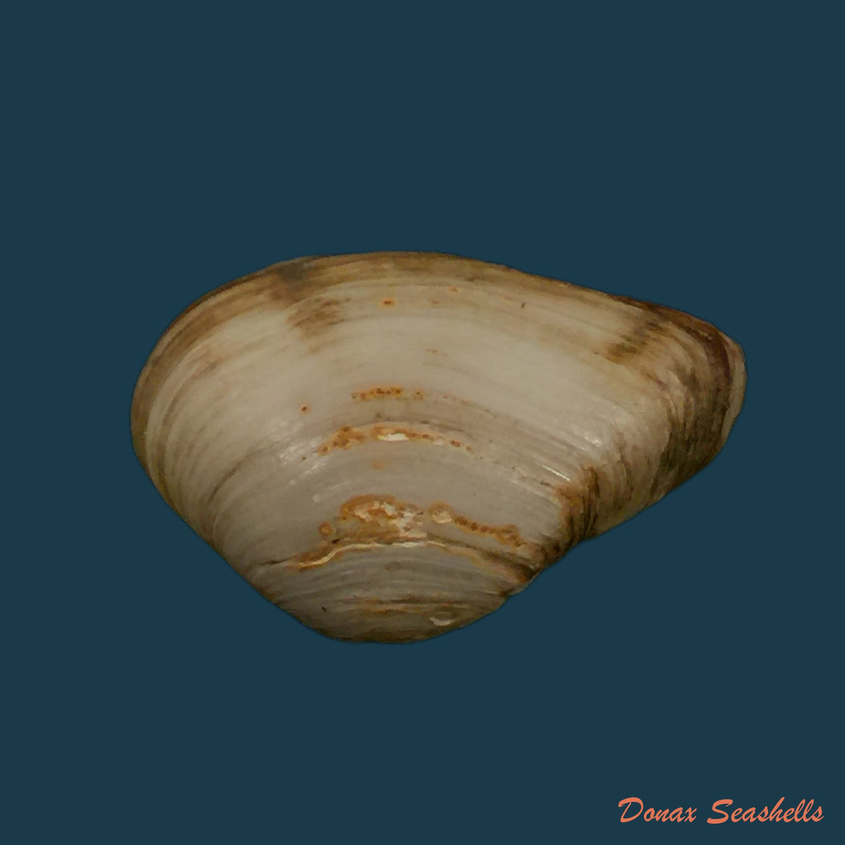 copia-de-erodona-mactroides-bosc-1801-24-8mm
