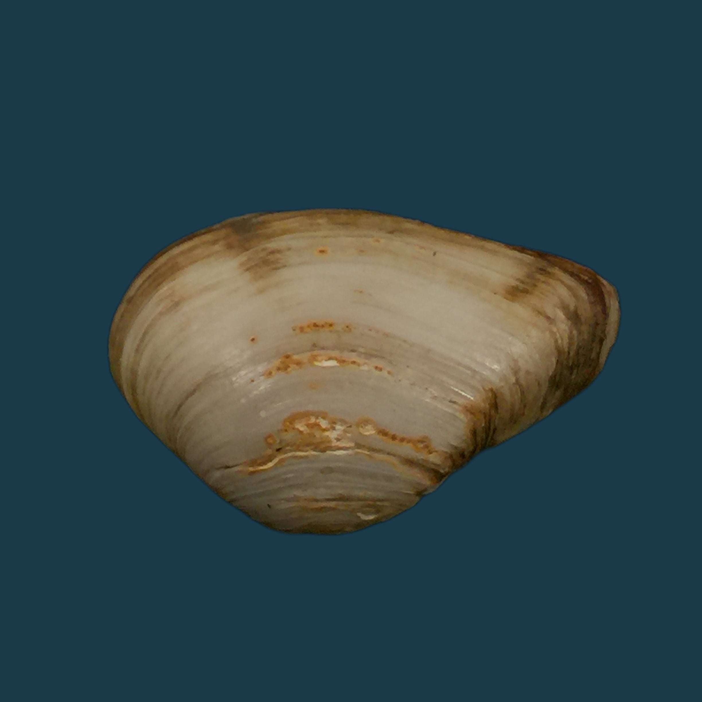 埃罗多纳 mactroides Bosc, 1801 - 25,5mm