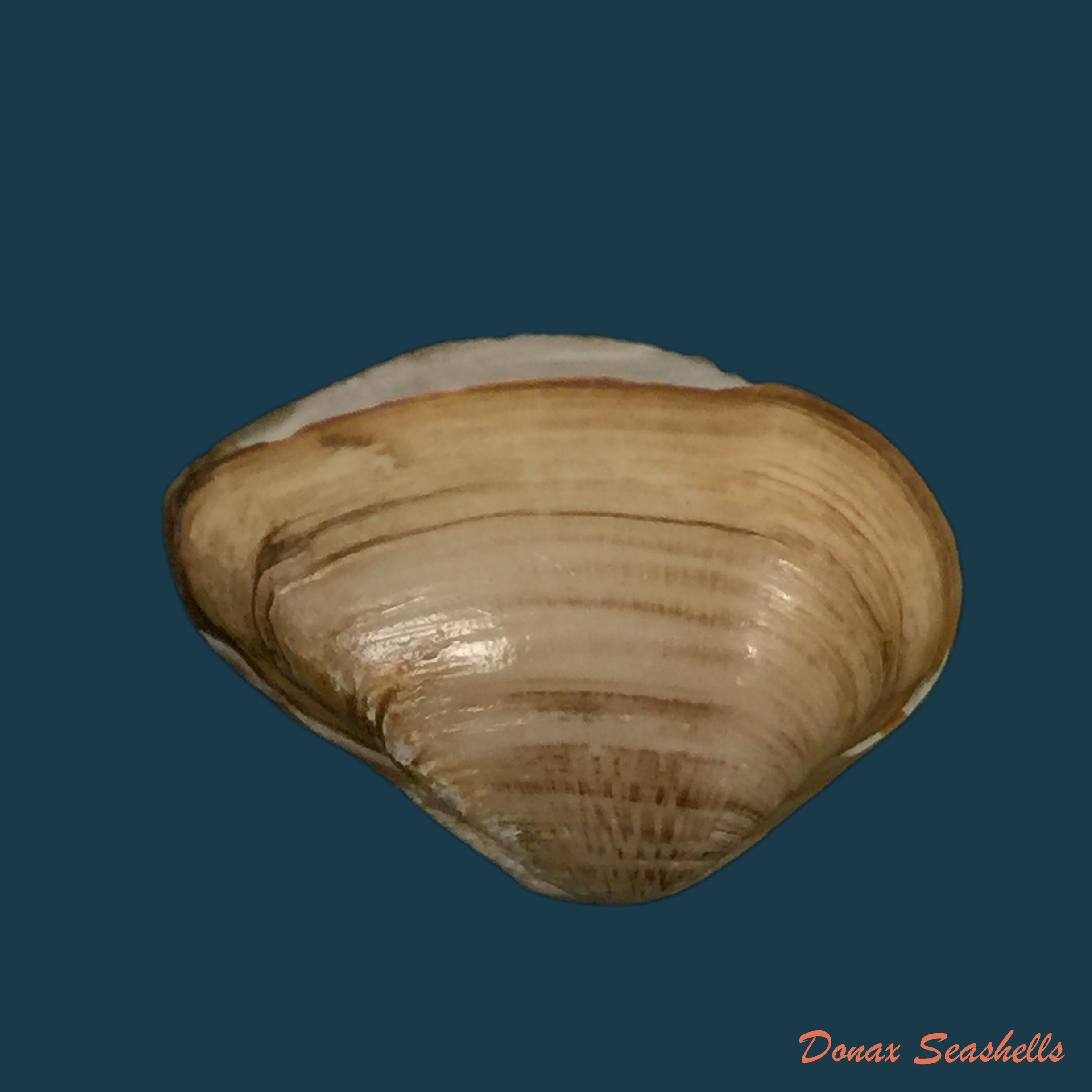 copia-de-erodona-mactroides-bosc-1801-25-5mm