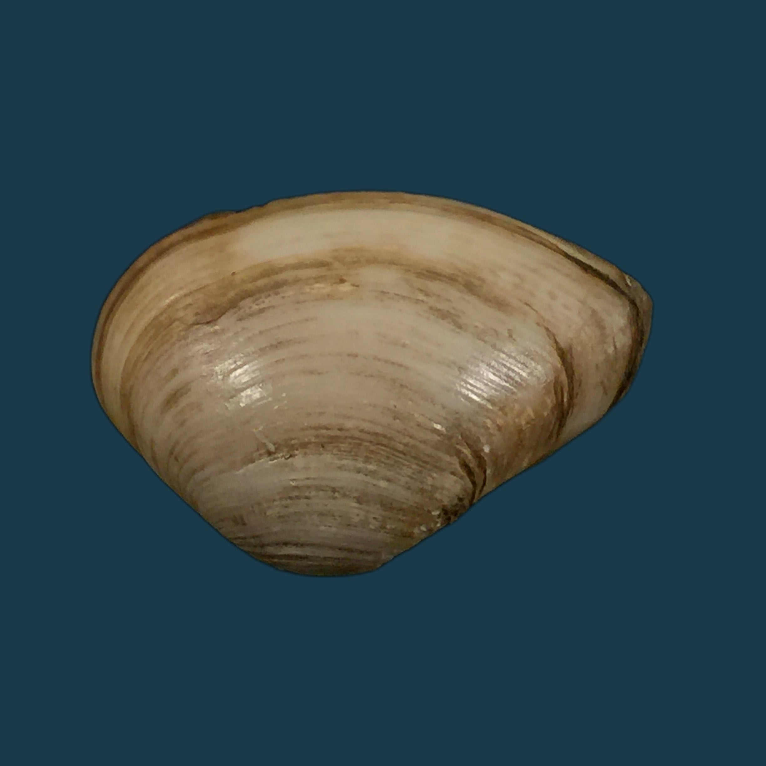 埃罗多纳 mactroides Bosc, 1801 - 25,1mm