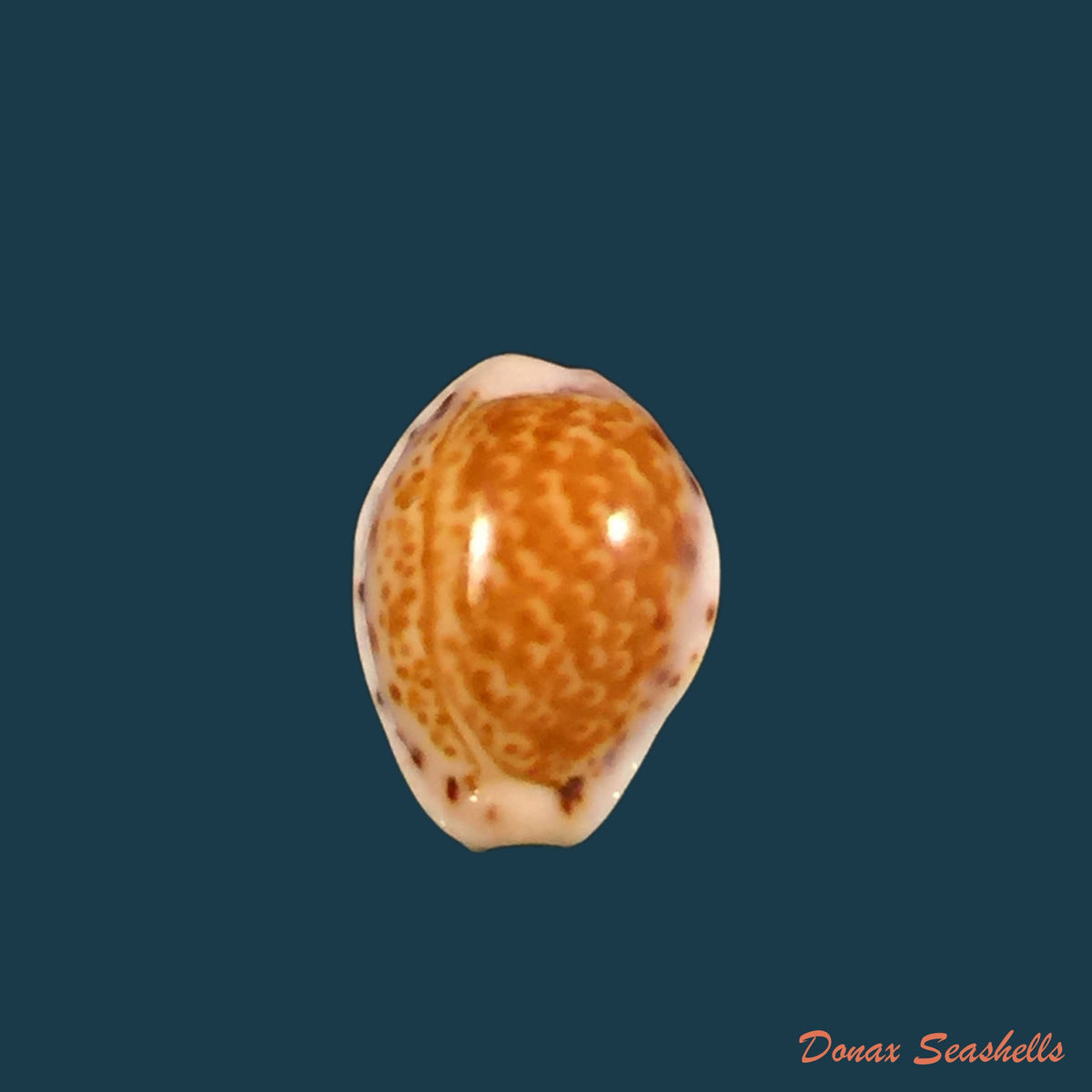 copia-de-erosaria-acicularis-marcuscoltroi-petuch-r-f-myers-2015-17-6mm