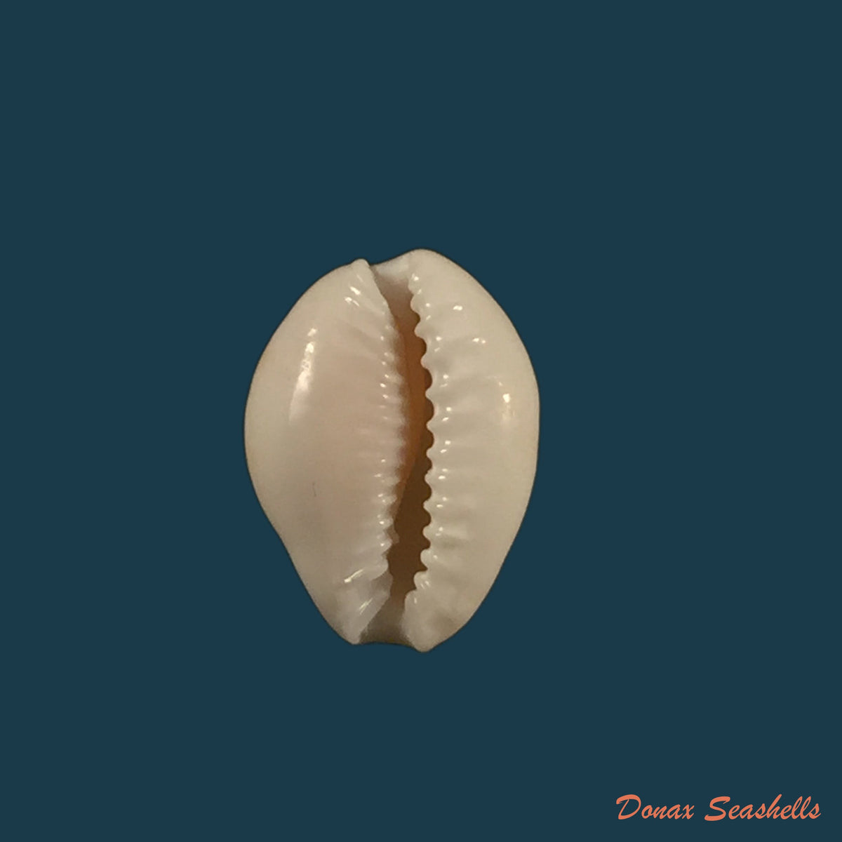 copia-de-erosaria-acicularis-marcuscoltroi-petuch-r-f-myers-2015-17-6mm