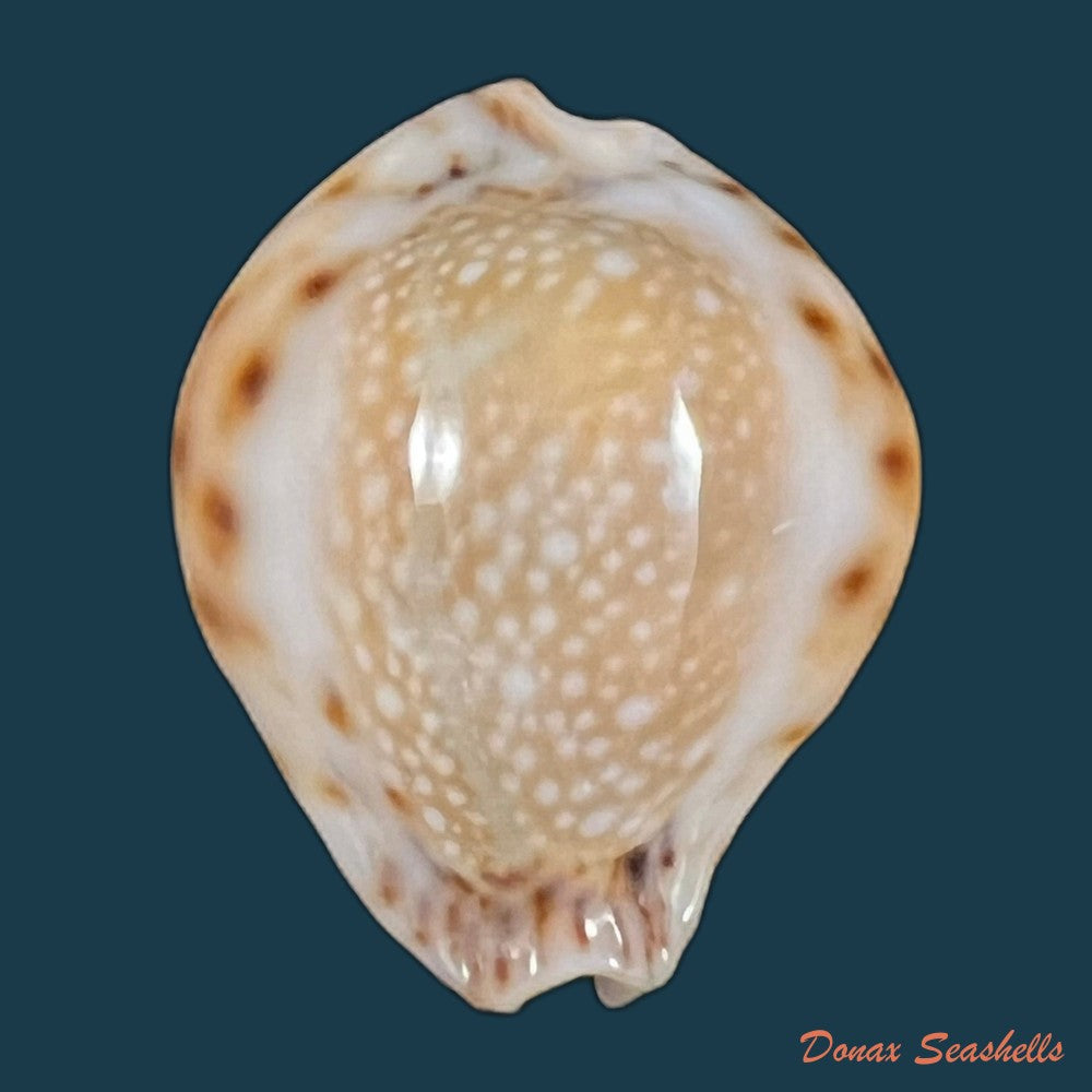 copia-de-erosaria-lamarckii-redimita-melvill-1888-25-9mm