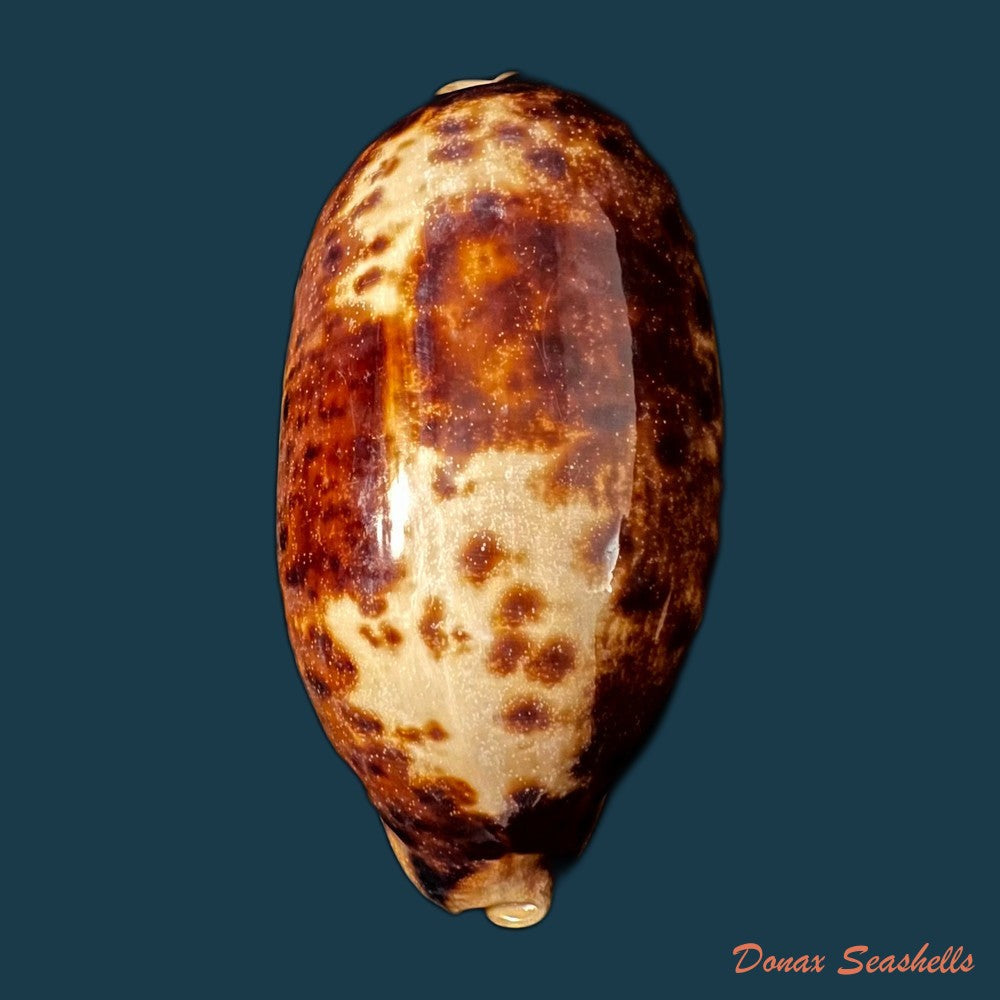 copia-de-erronea-caurica-linnaeus-1758-46-5mm
