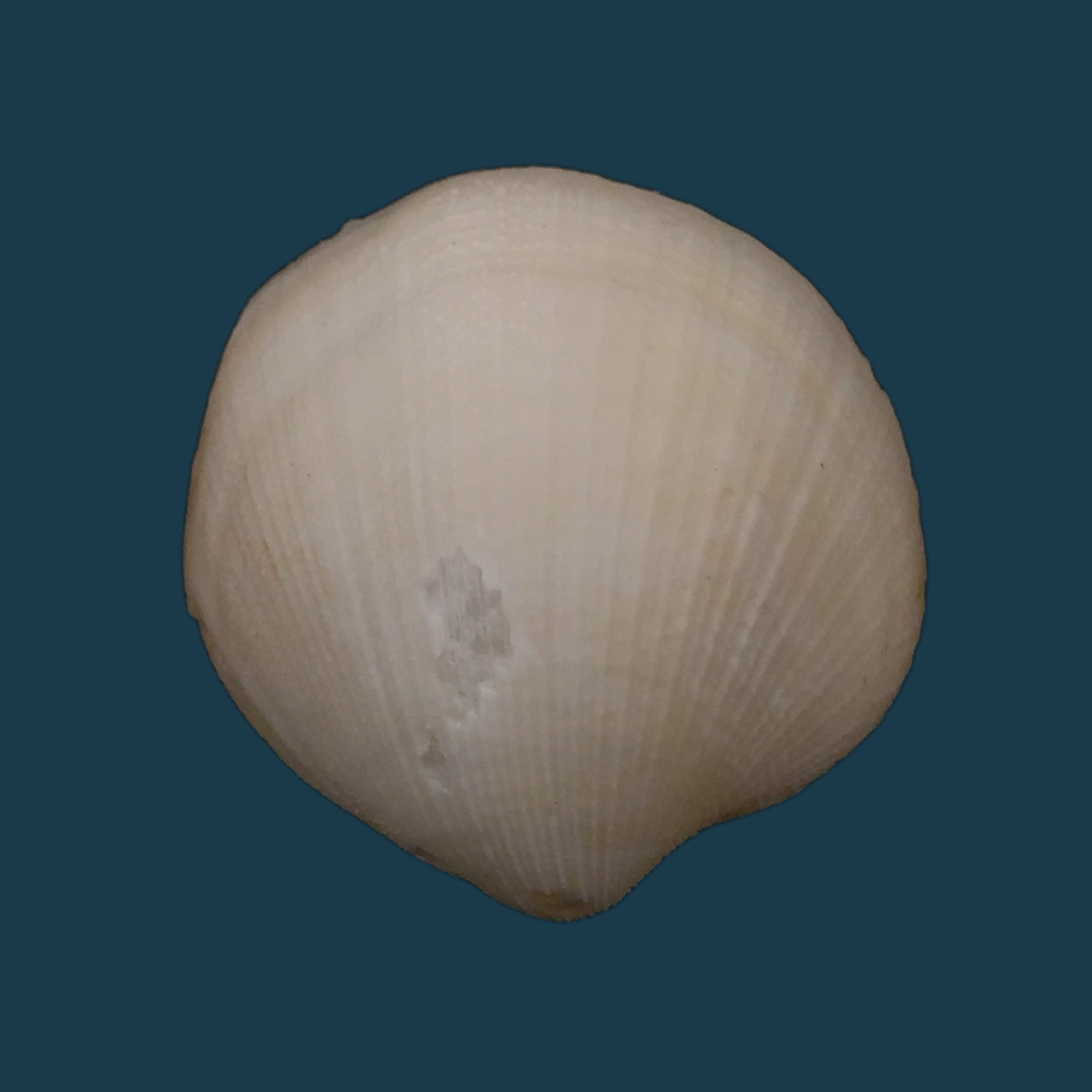 Euciroa eburnea Wood Mason & Alcock, 1891 - 38毫米