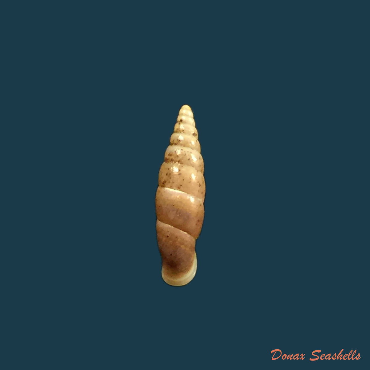 copia-de-euphaedusa-sheridani-pfeiffer-1865-14-2mm