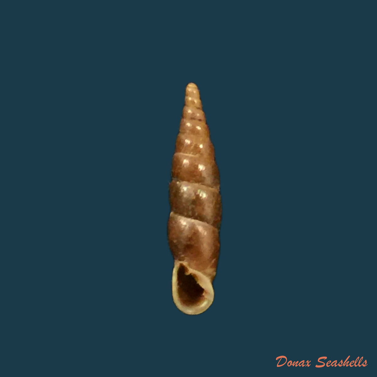 copia-de-euphaedusa-sheridani-pfeiffer-1865-14-7mm