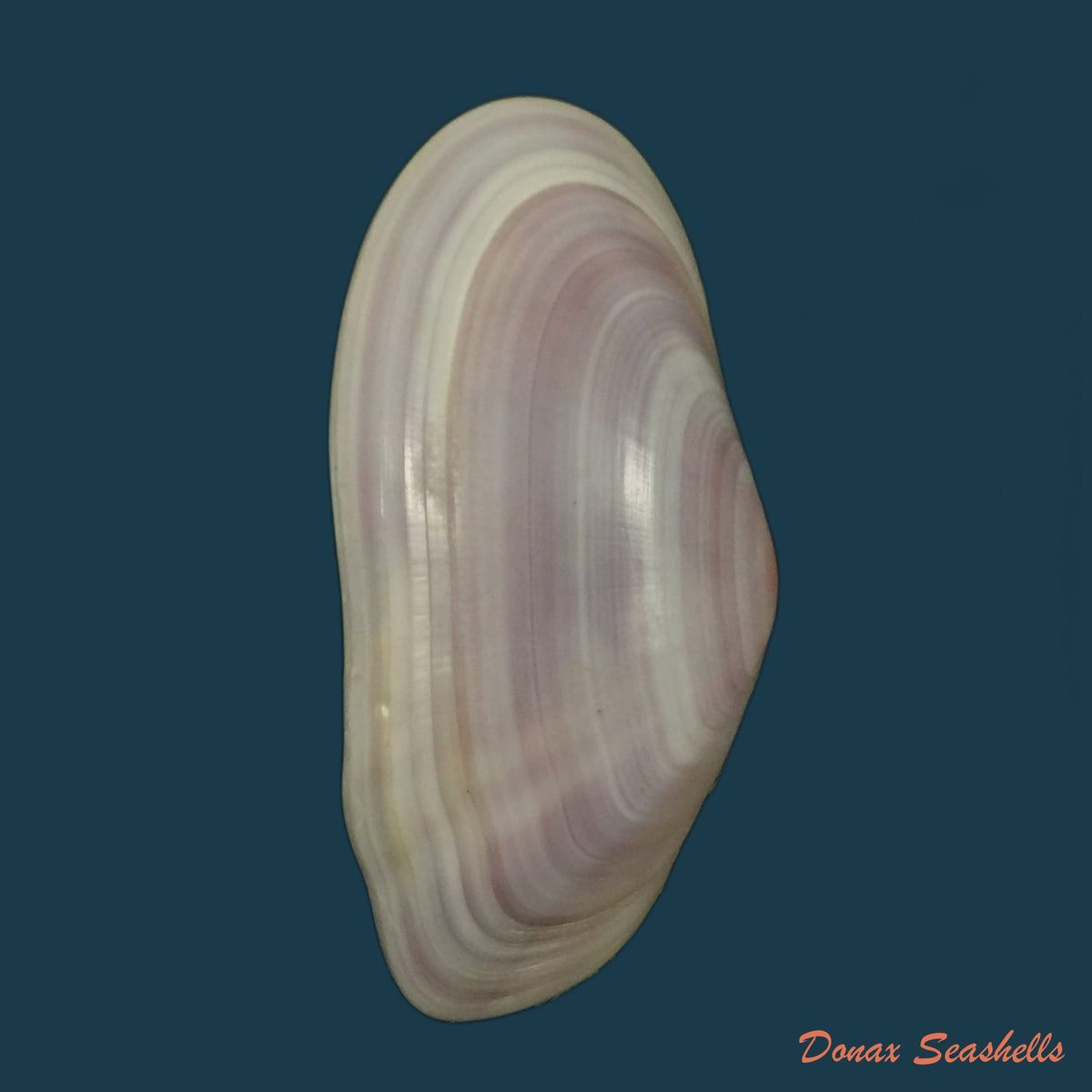 copia-de-eurytellina-lineata-w-turton-1819-25-2mm