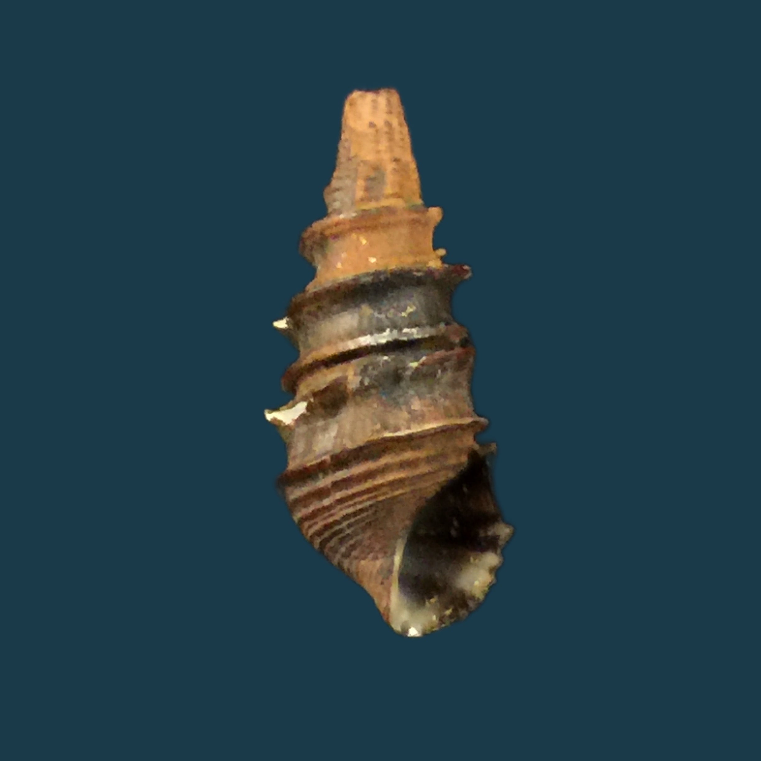 Pachymelania fusca (Gmelin, 1791) - 19,7mm