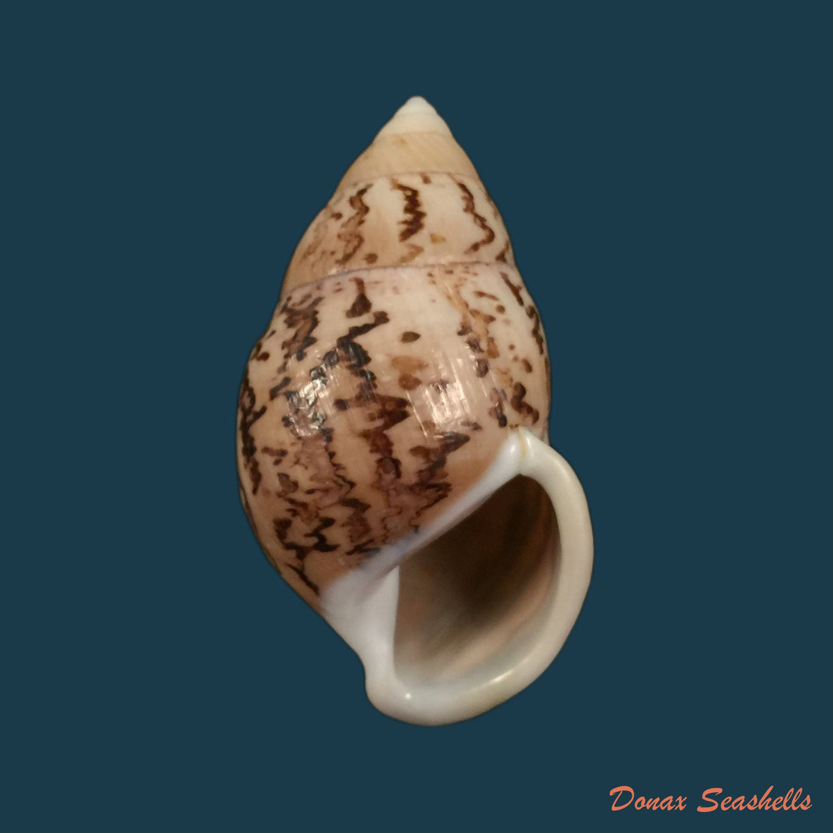copia-de-figuladra-appendaiculata-reeve-1854-34-7mm