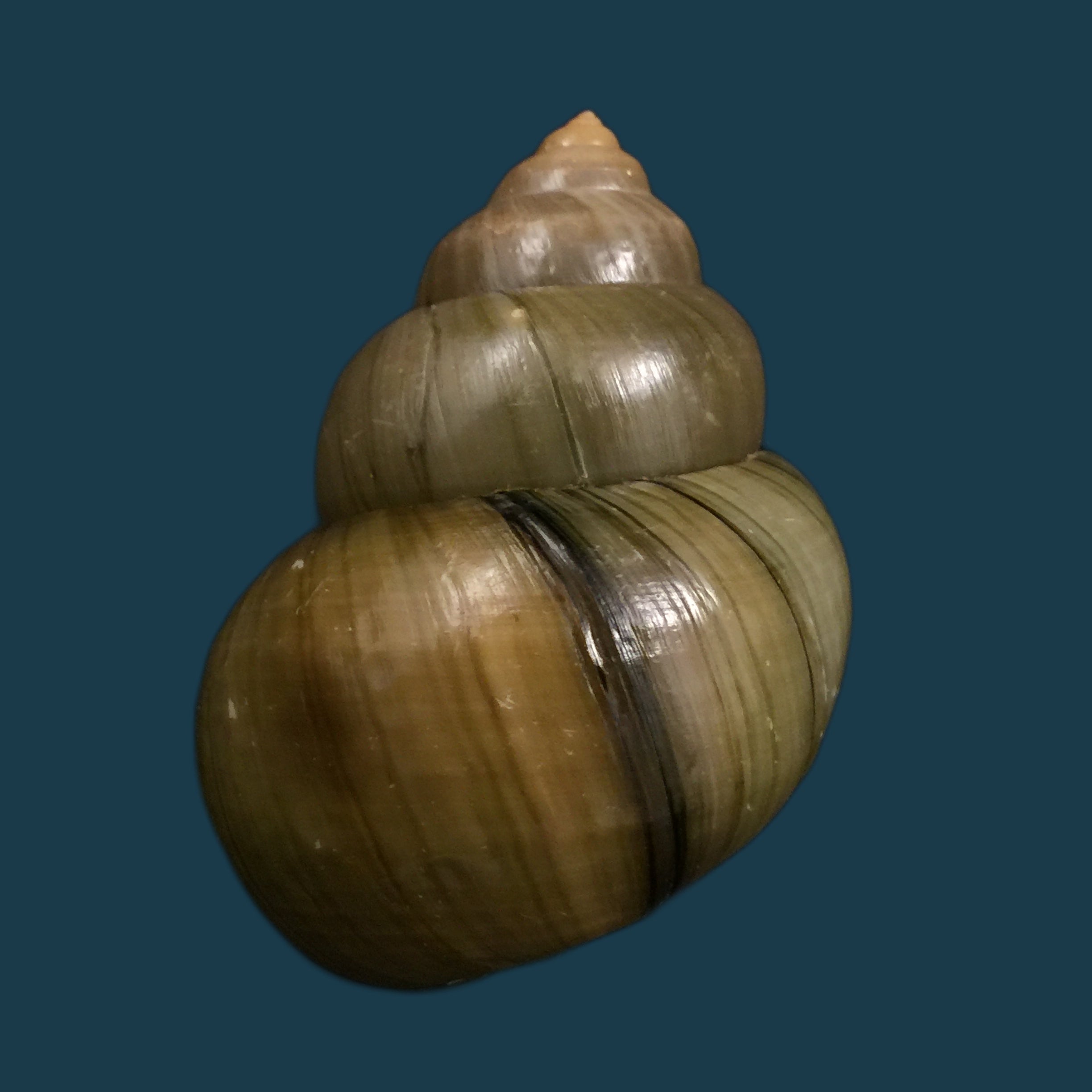 Cipangopaludina chinensis chinensis (灰色, 1834) - 60,4mm