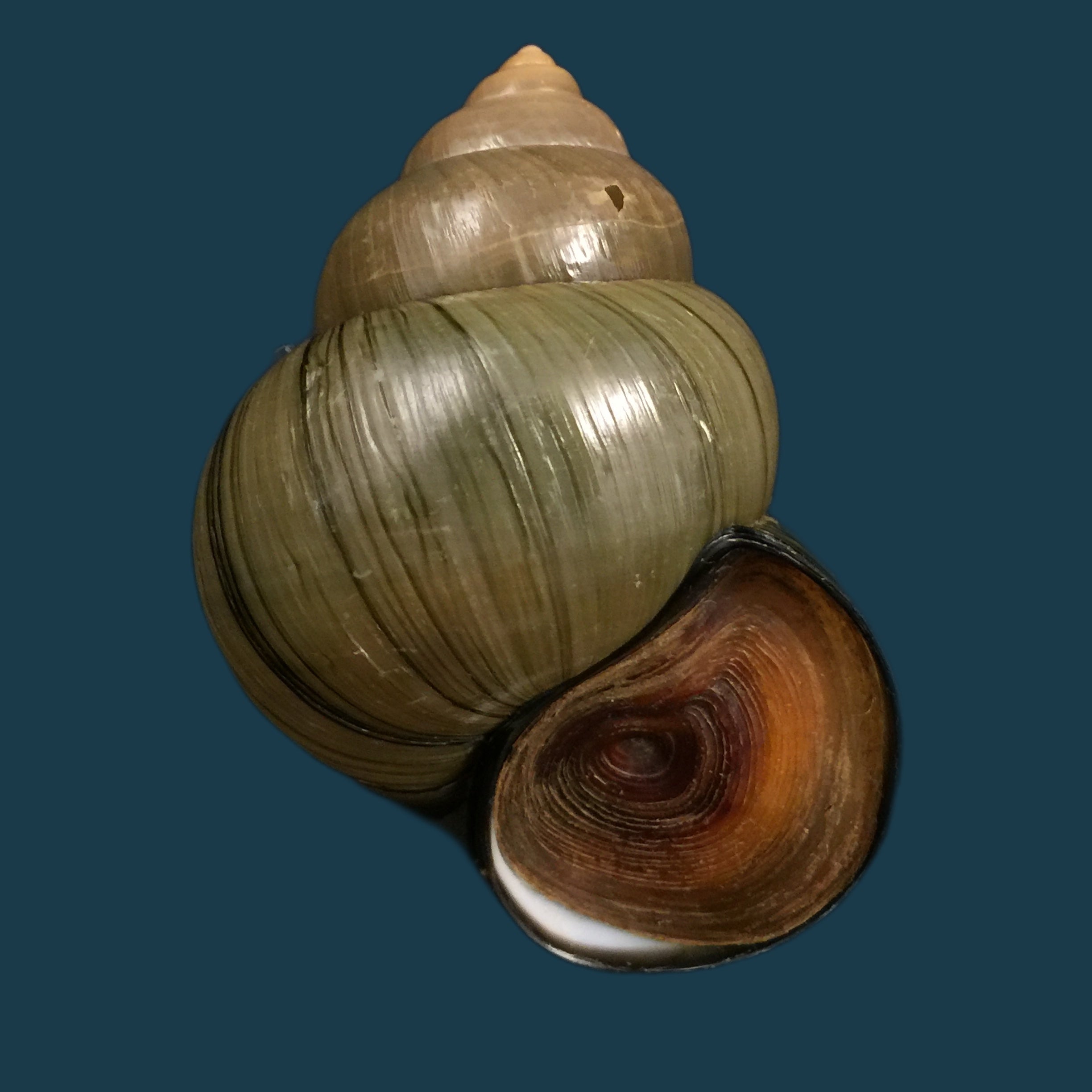 Cipangopaludina chinensis chinensis (灰色, 1834) - 60,4mm