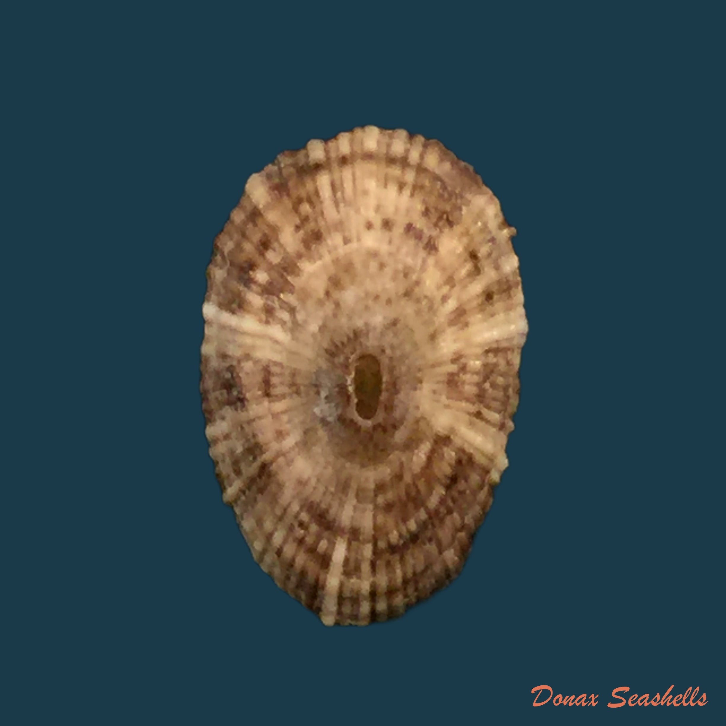 copia-de-fissurella-nubecula-linnaeus-1758