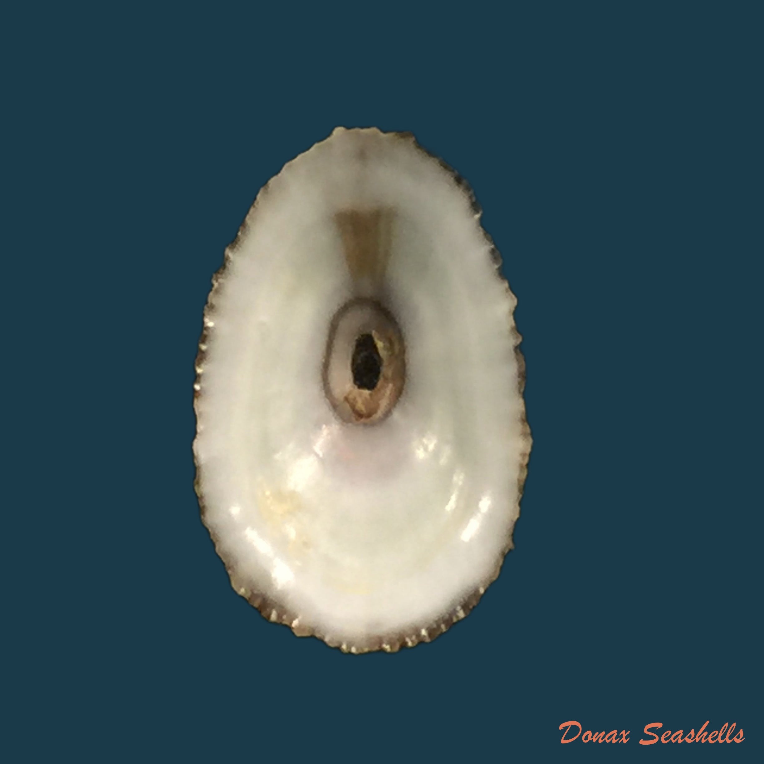 copia-de-fissurella-nubecula-linnaeus-1758