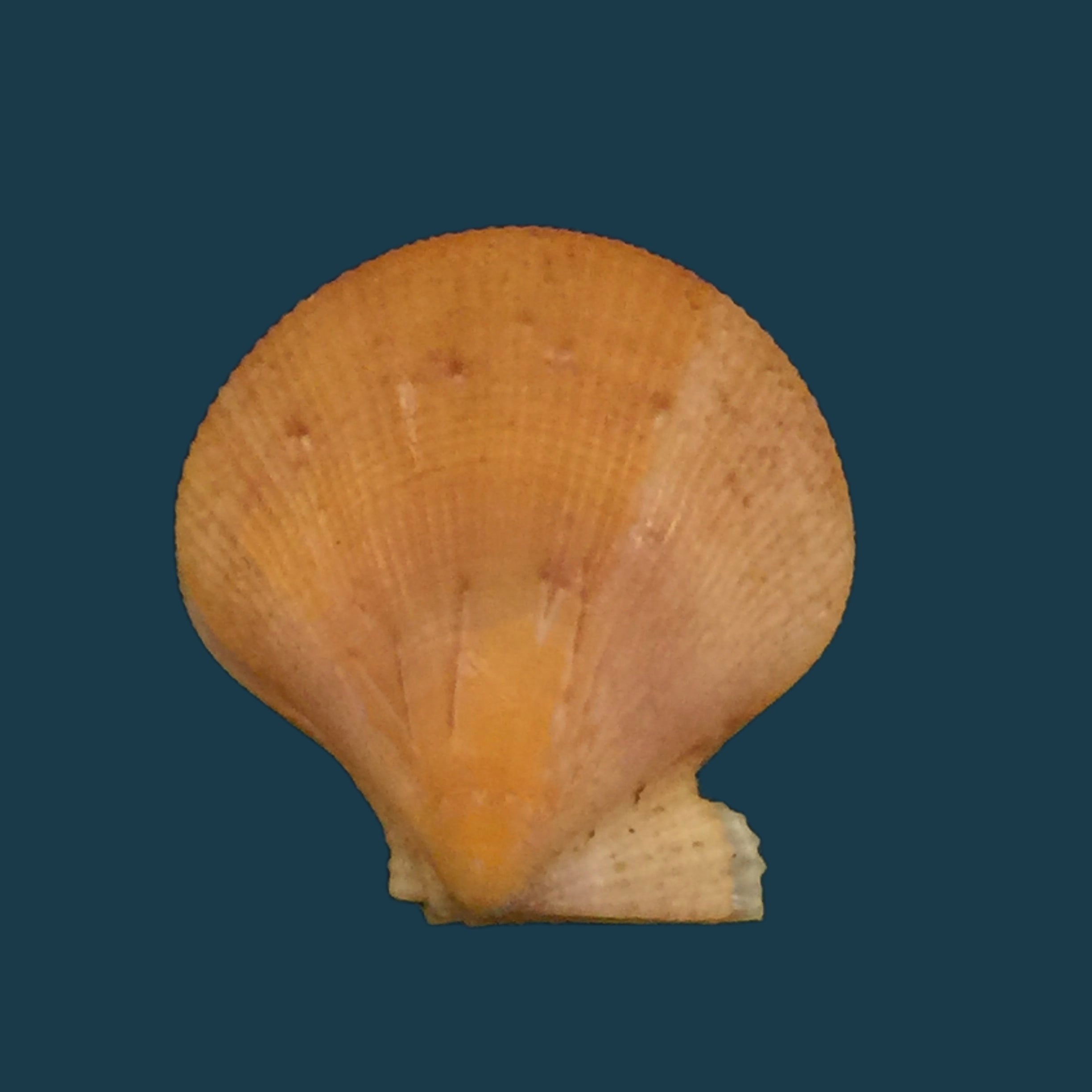 Camptonectes tigrinus(穆勒,1776)- 26毫米