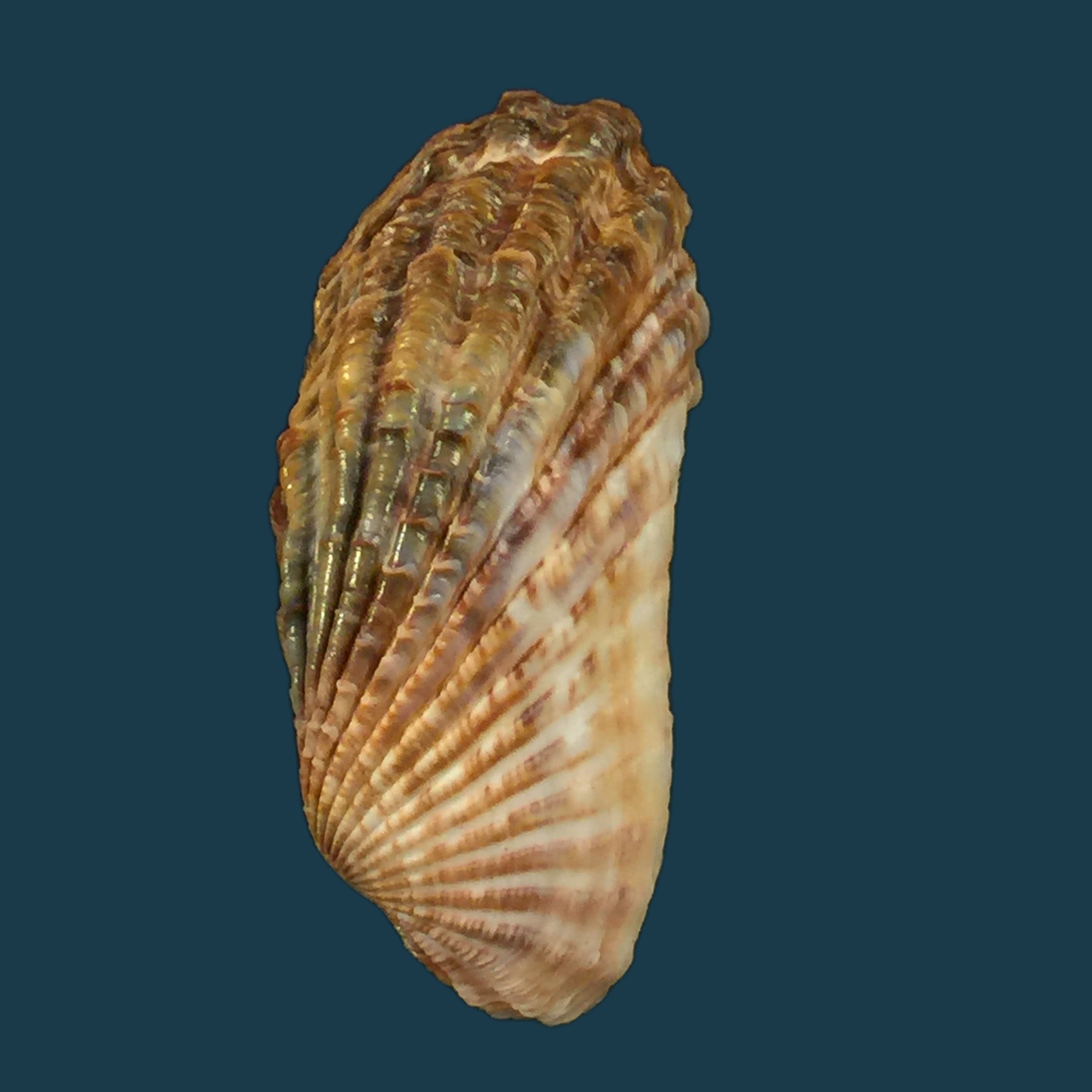Carditamera gracilis (Schuttleworth, 1856) - 44,7毫米