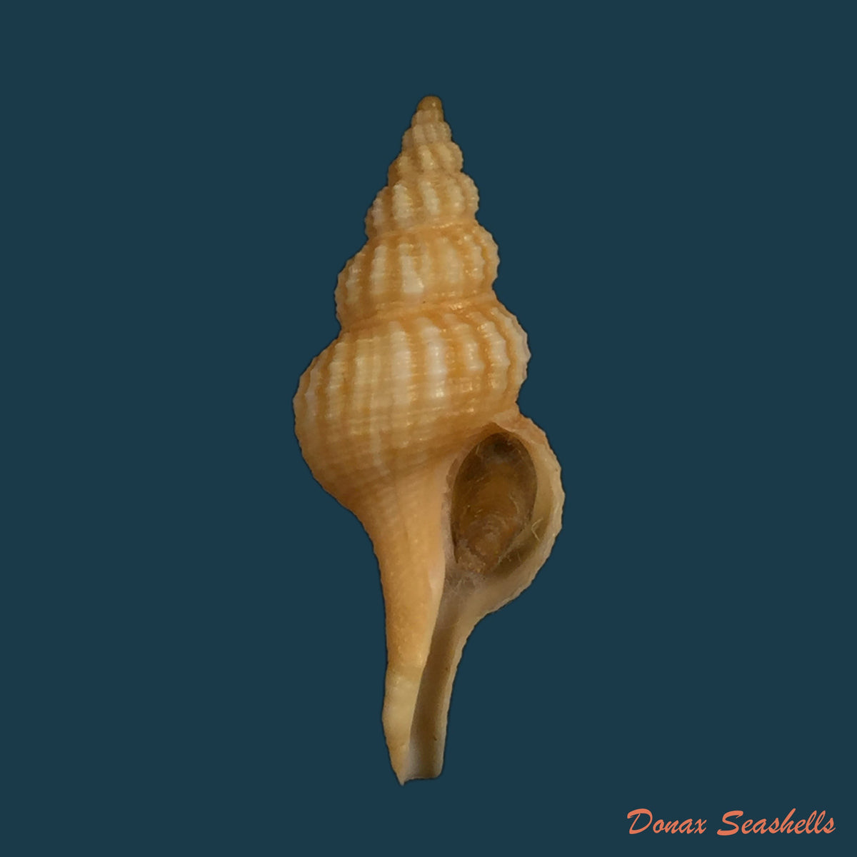copia-de-fusinus-damasoi-petuch-berchauer-2016-81-15mm