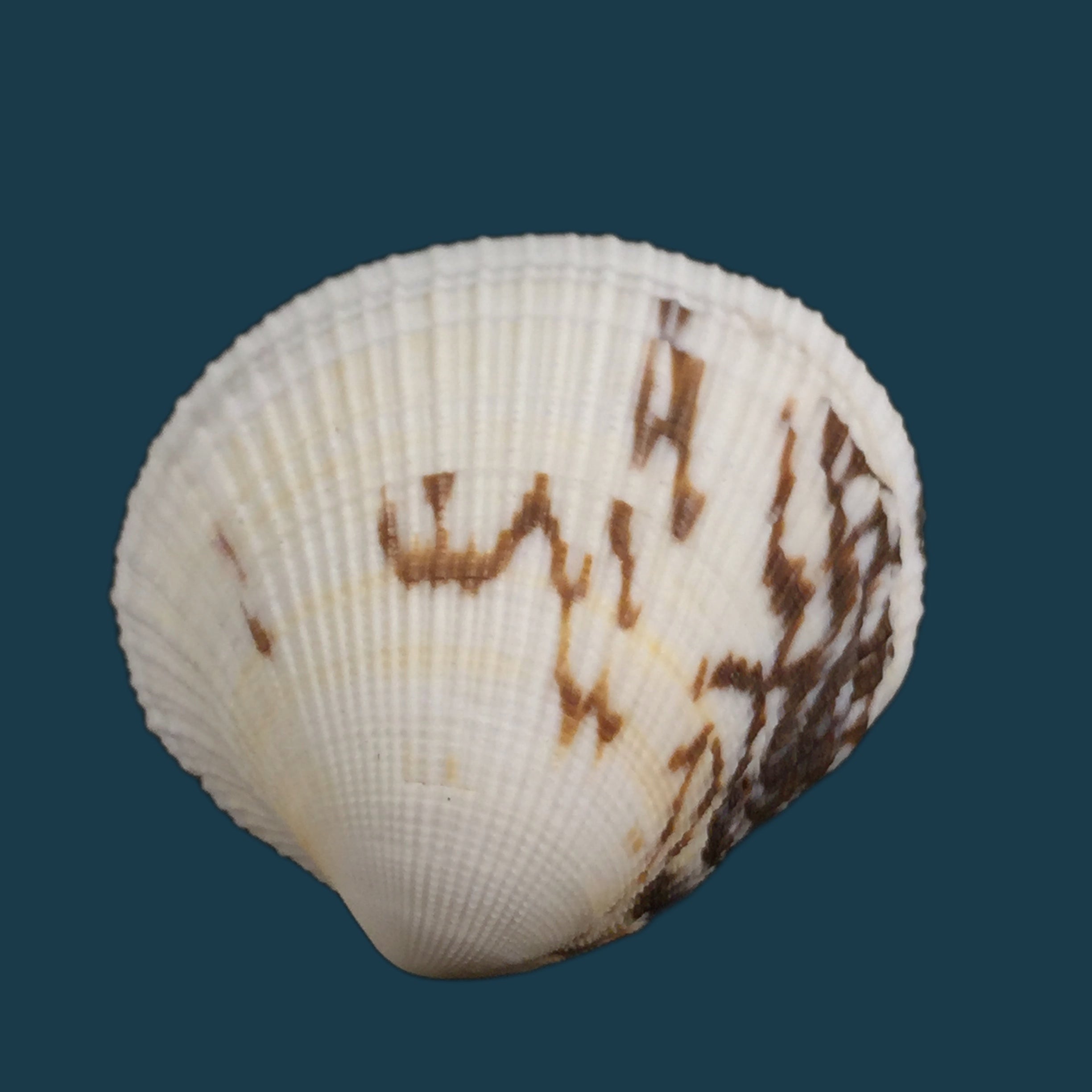 Cardiocardita lacunosa (Reeve, 1843) - 14,8mm