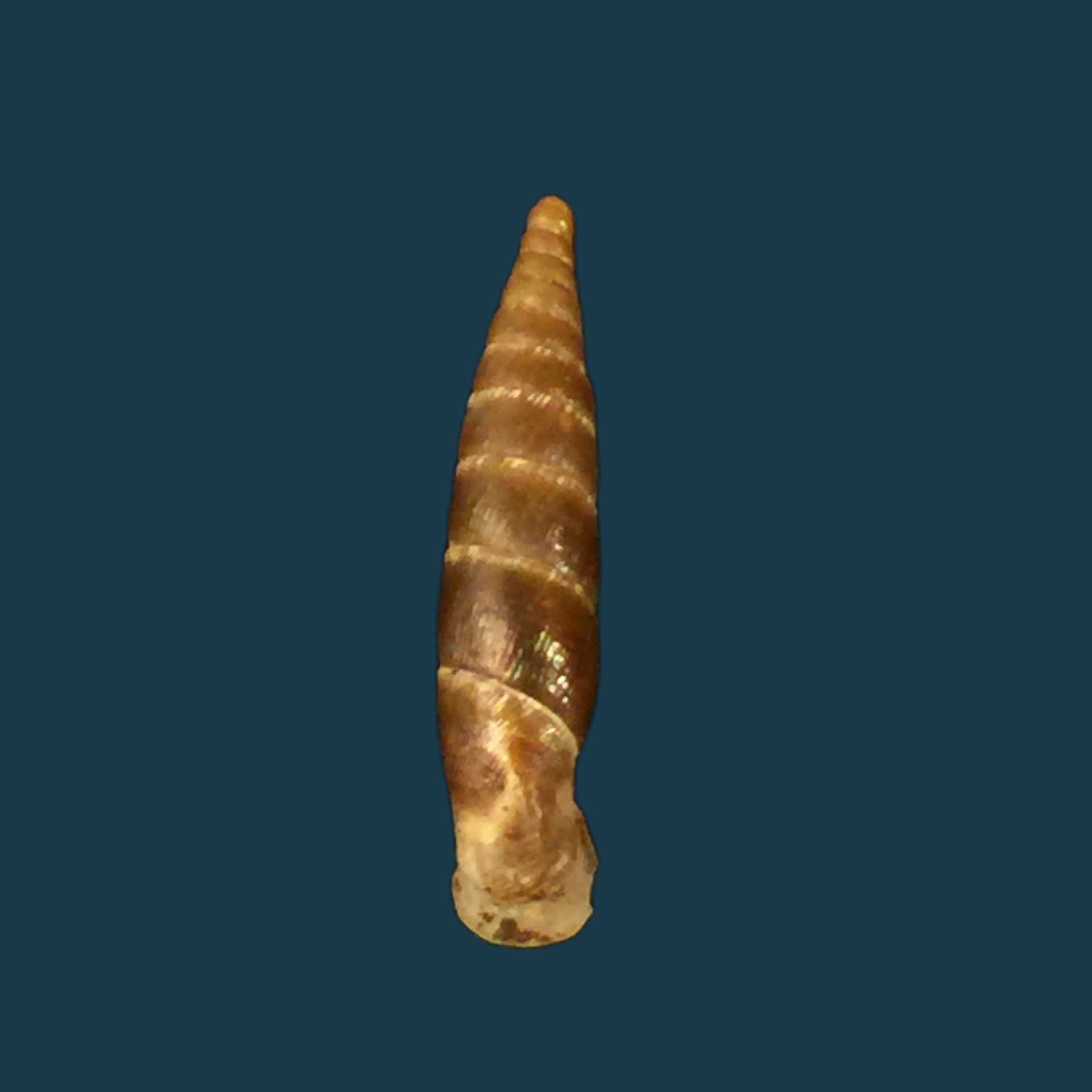 Cristataria leprevieri (Pallary, 1929) - 20,1mm