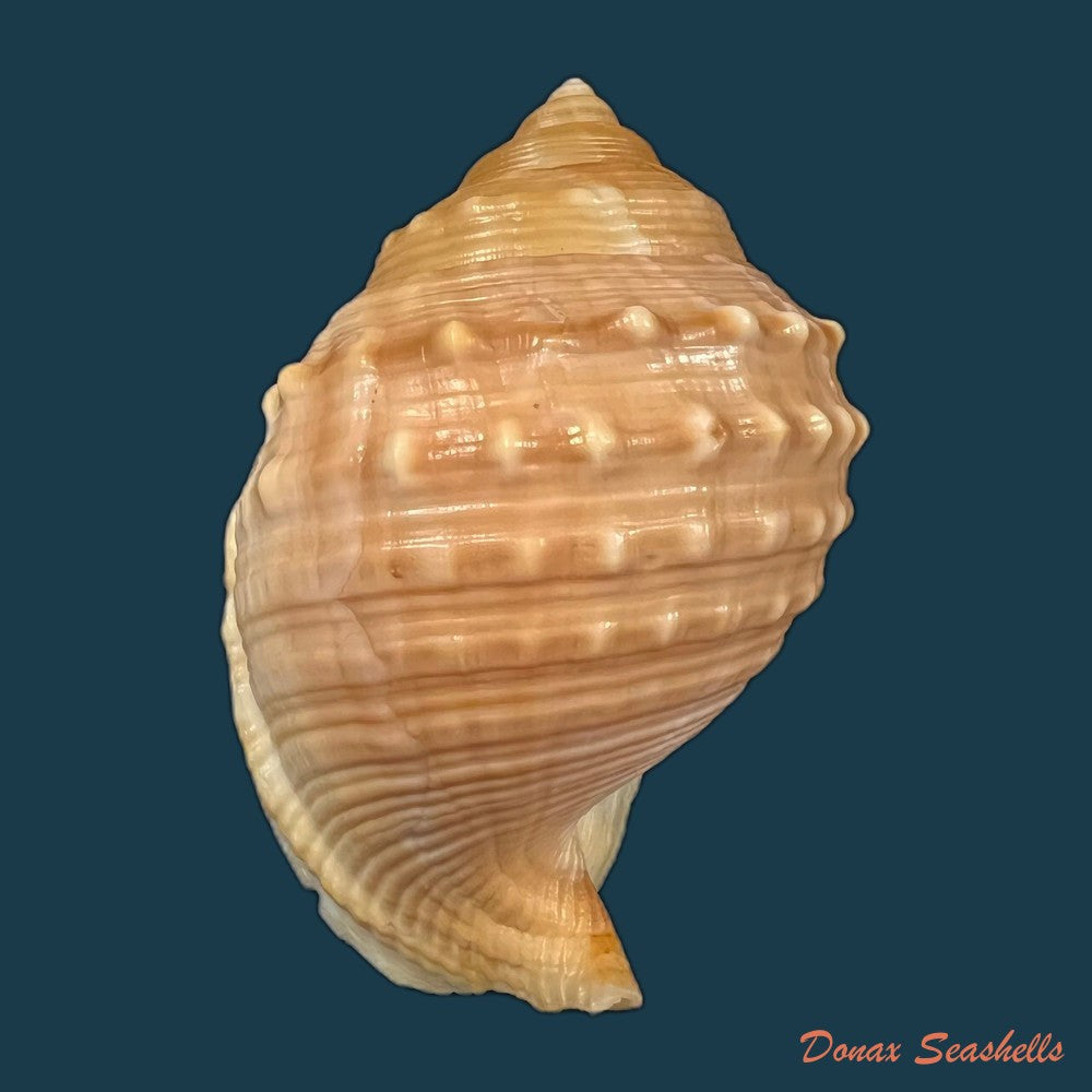 copia-de-galeodea-echinophora-linnaeus-1758-64-5mm