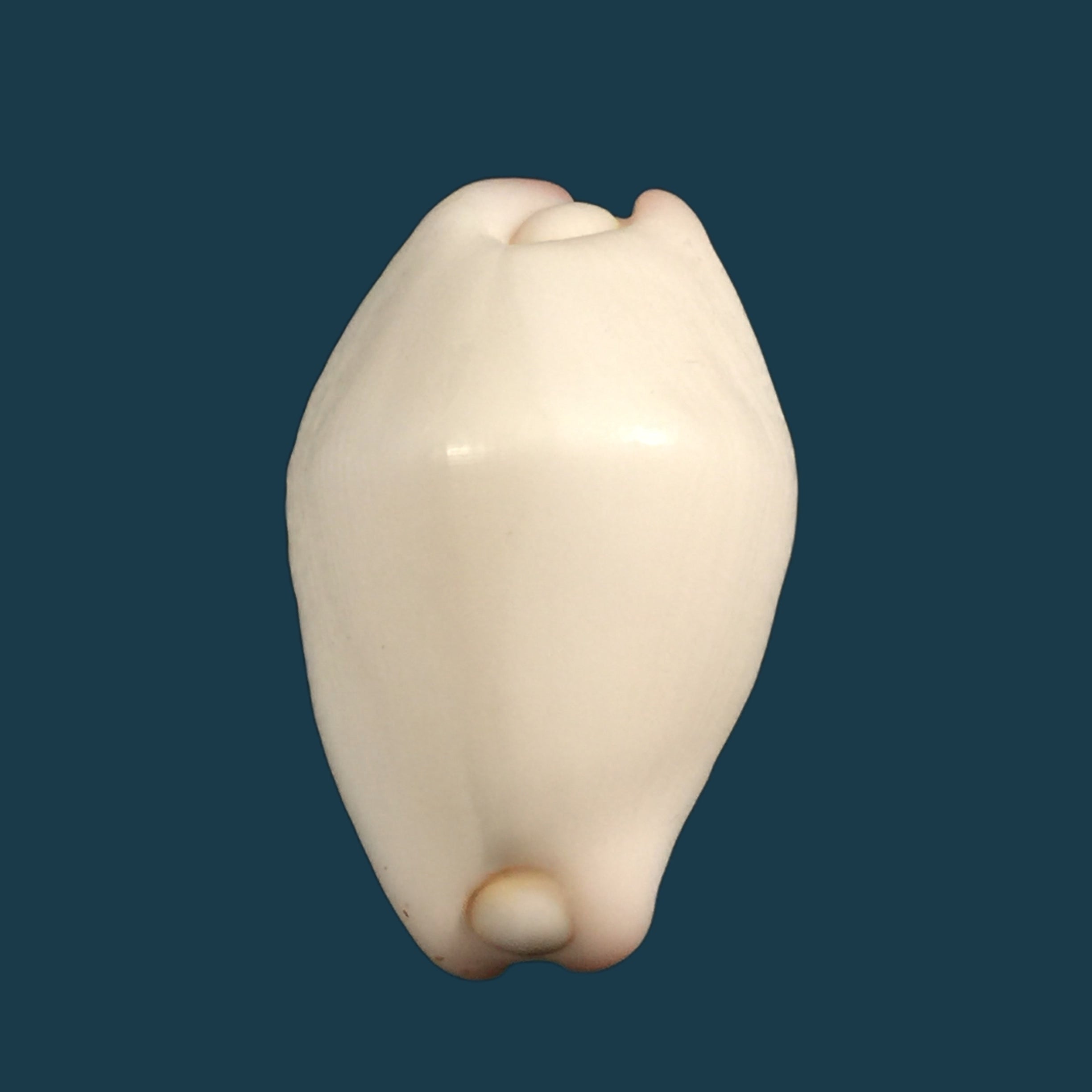 Carditamera radiata (GB Sowerby I, 1833) - 34,3mm