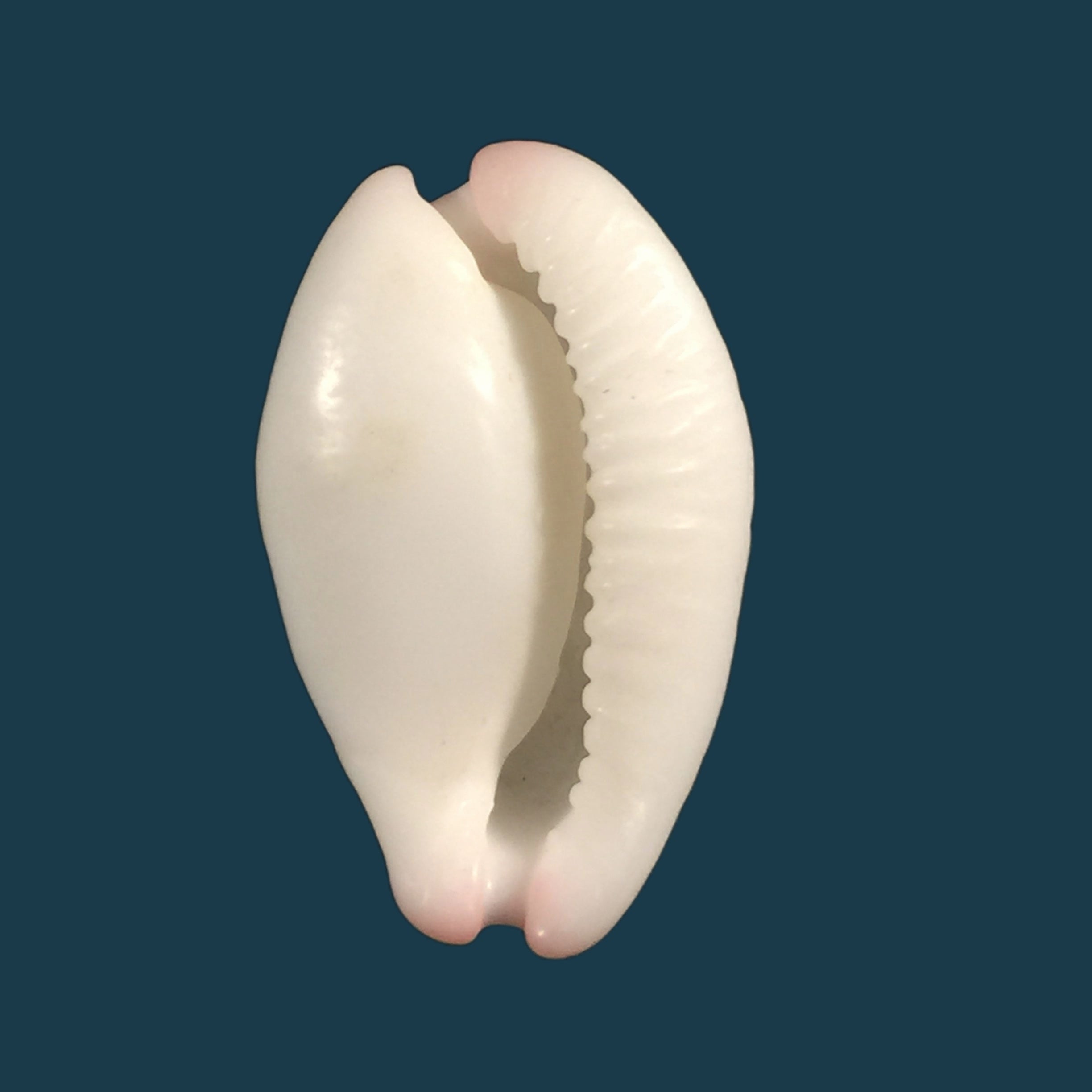 Carditamera radiata (GB Sowerby I, 1833) - 34,3mm