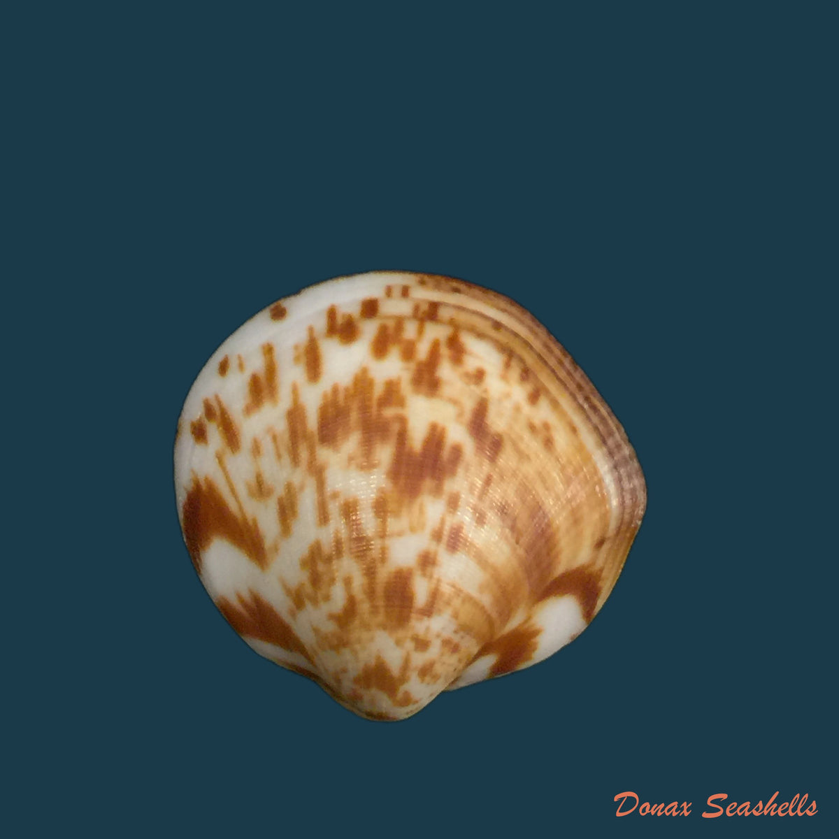 copia-de-glycymeris-longior-g-b-sowerby-i-1833-21-5mm