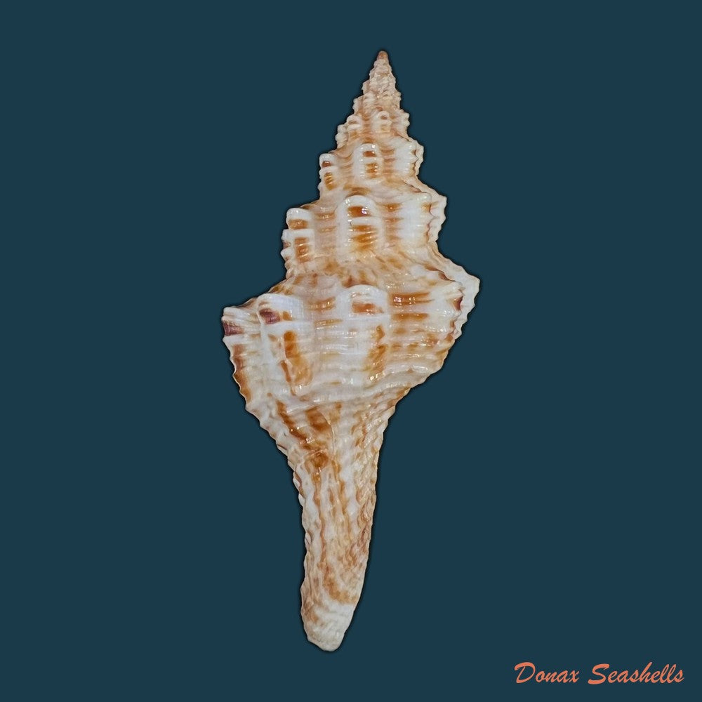 copia-de-goniofusus-brasiliensis-grabau-1904-77mm