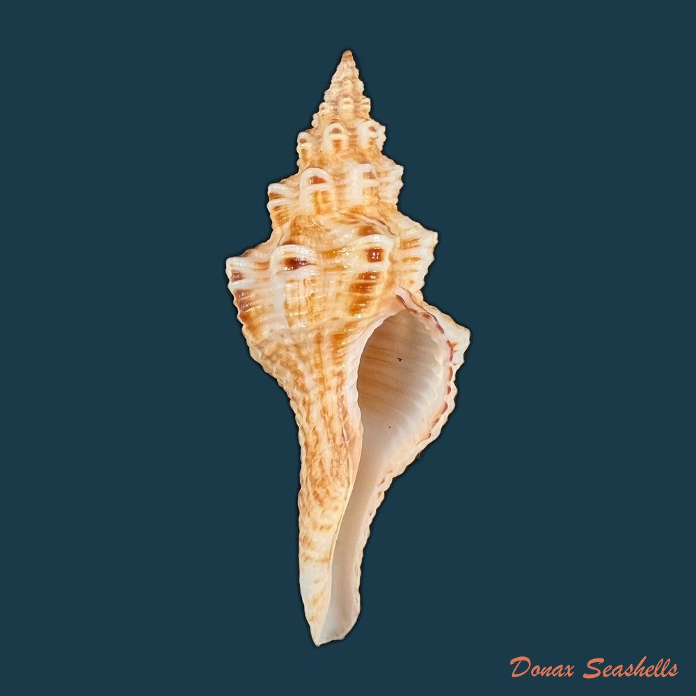 copia-de-goniofusus-brasiliensis-grabau-1904-77mm