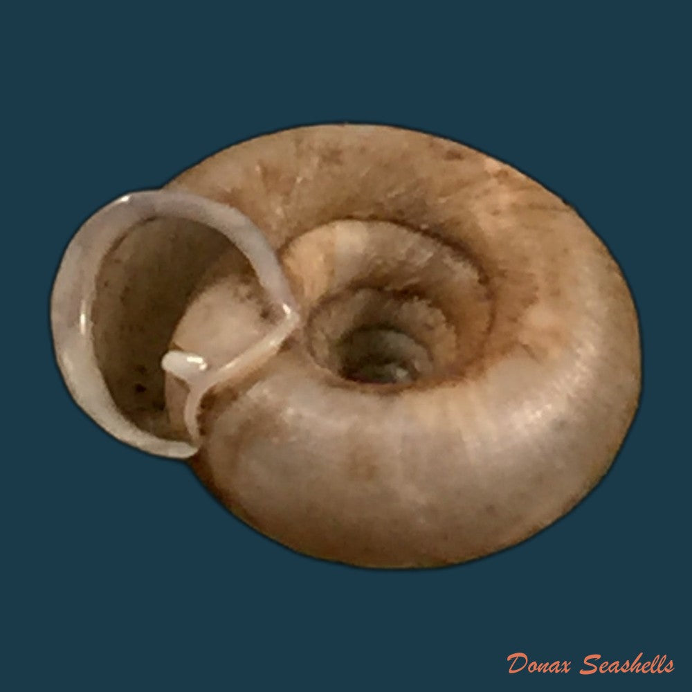 copia-de-gudeodiscus-phlyarius-phlyarius-mabille-1887-14-2mm