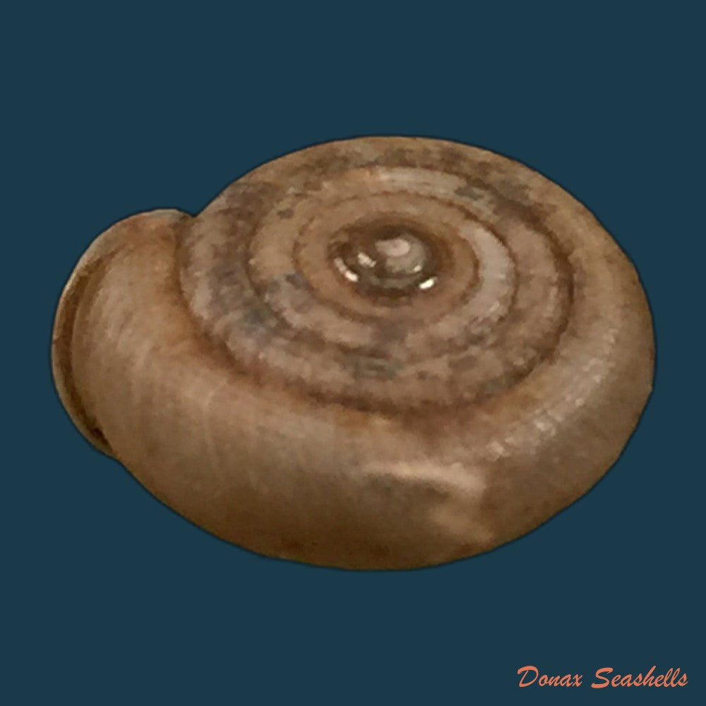 copia-de-gudeodiscus-phlyarius-phlyarius-mabille-1887-15-8mm